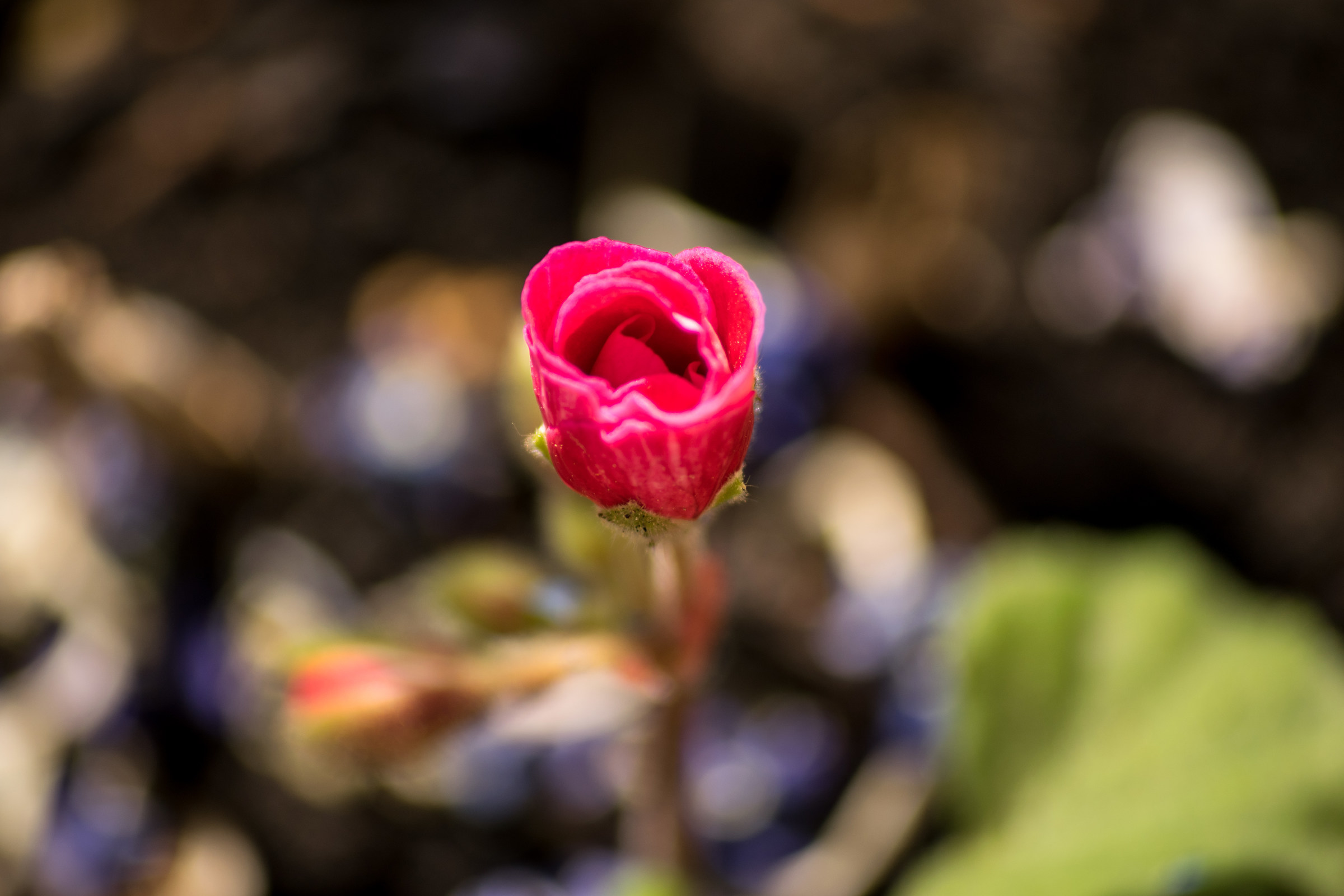 Little flower