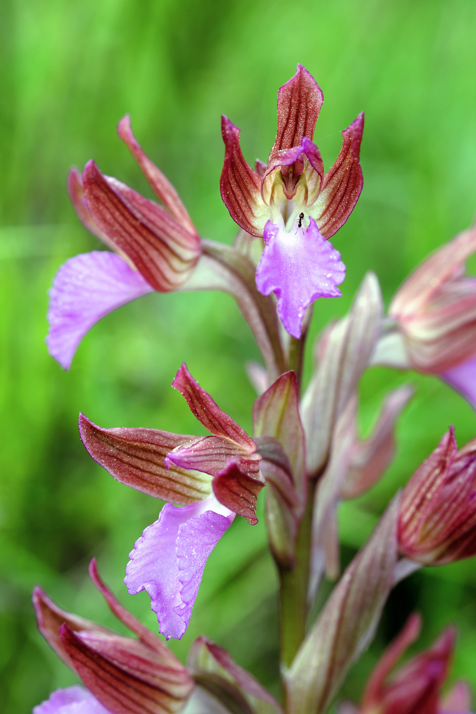 Anacamptis papilionacea