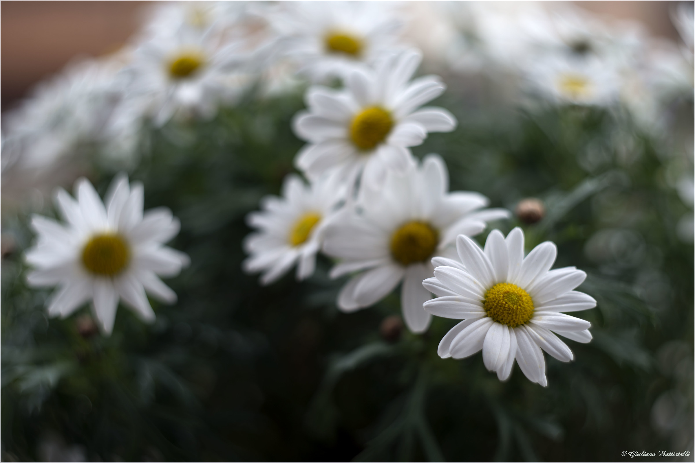 Daisies bokeh effect.