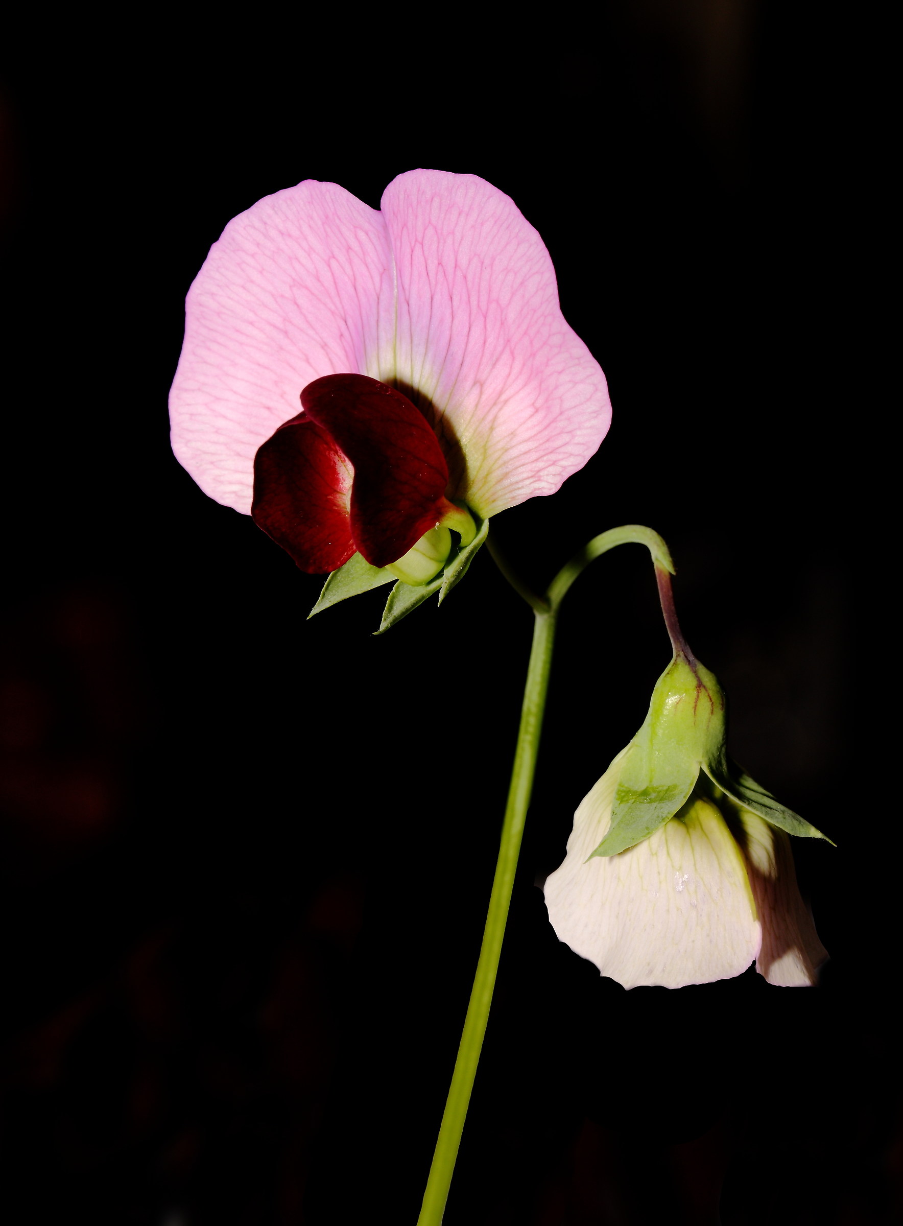 Lathyrus odoratus