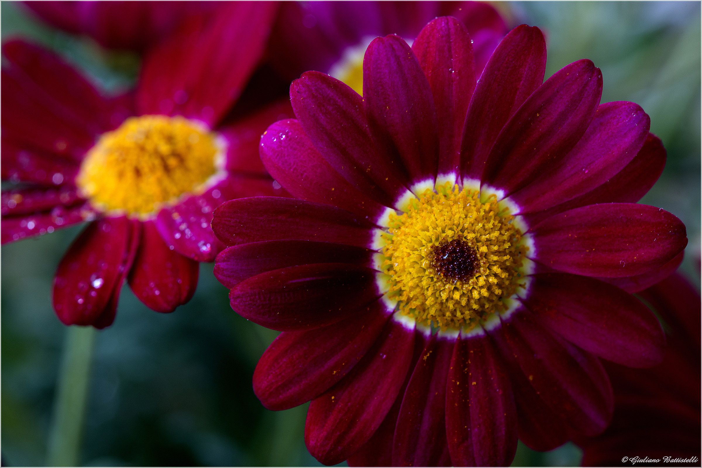 Margherite rosse vellutate