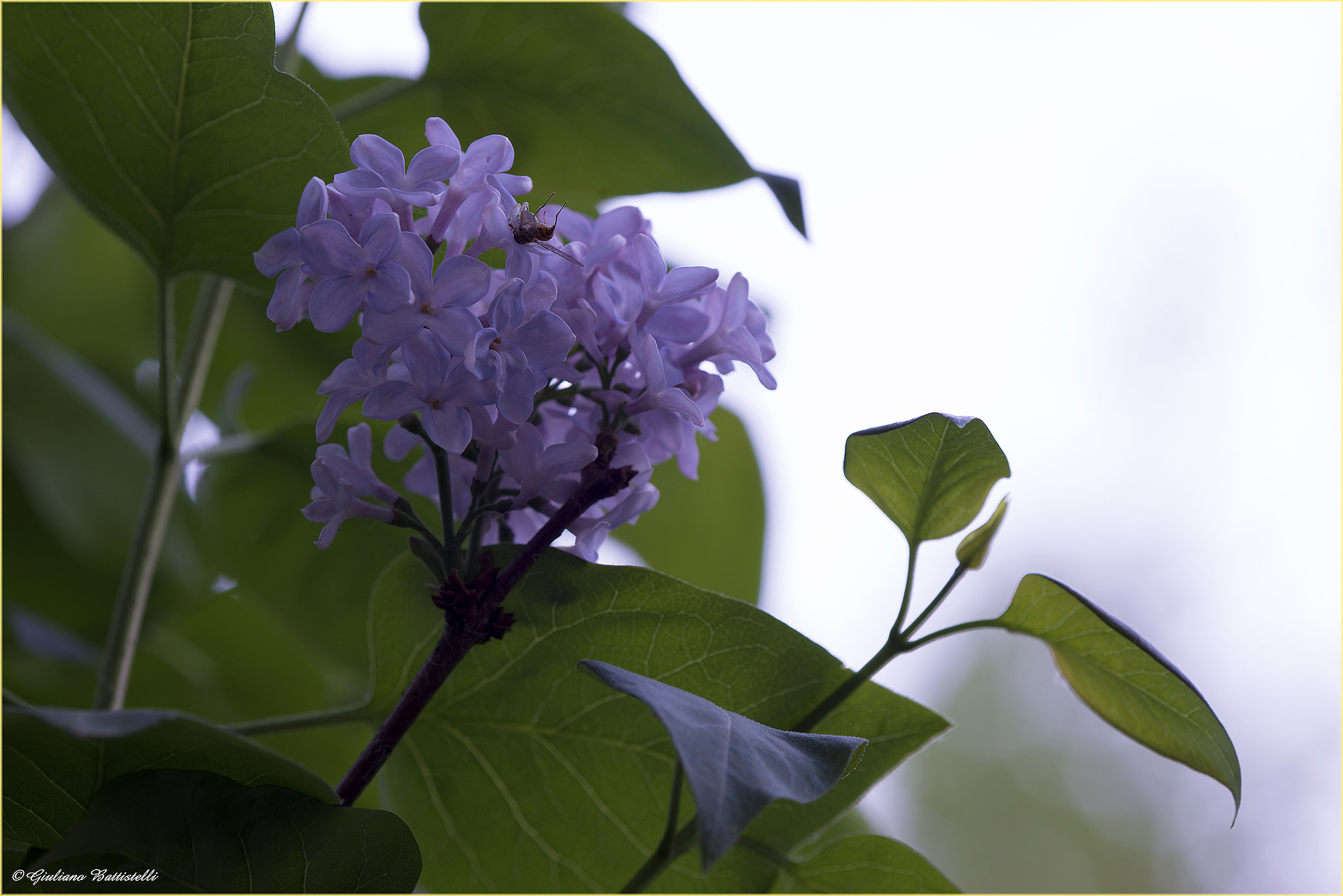Lilac bloom