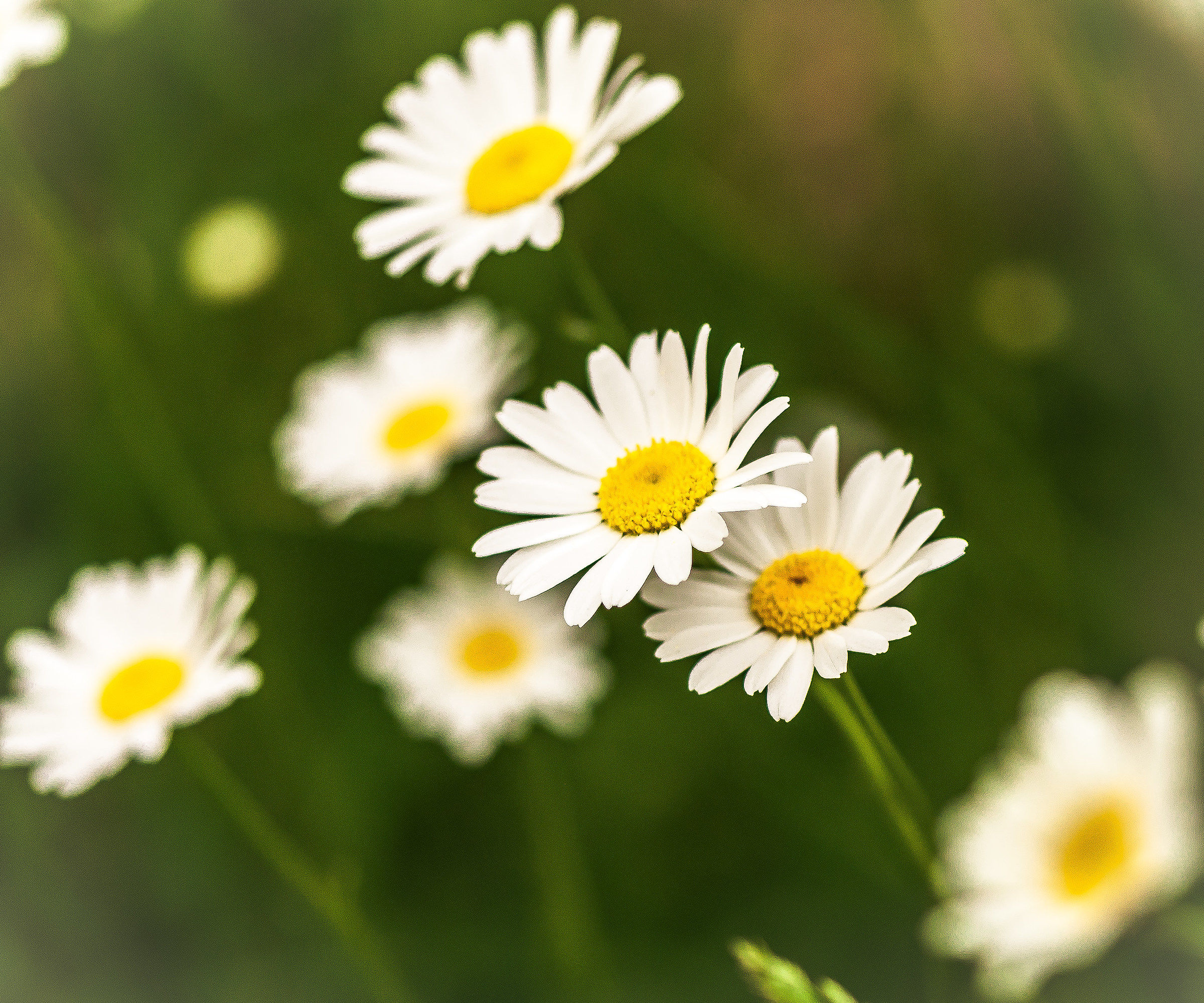 Un piccolo cespuglio nascosto