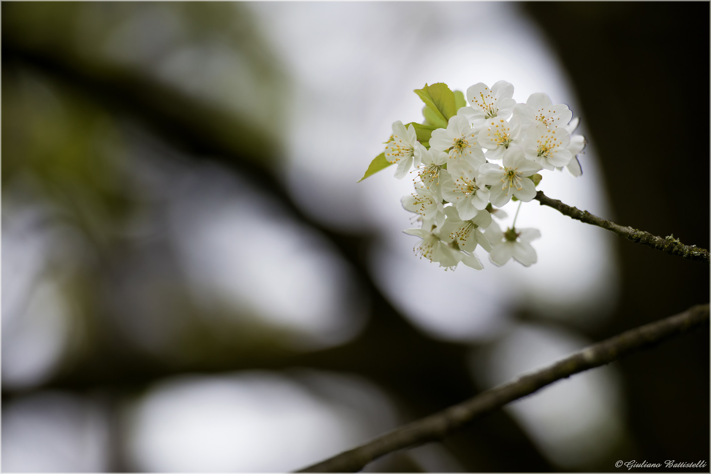 Fioritura tra i rami...
