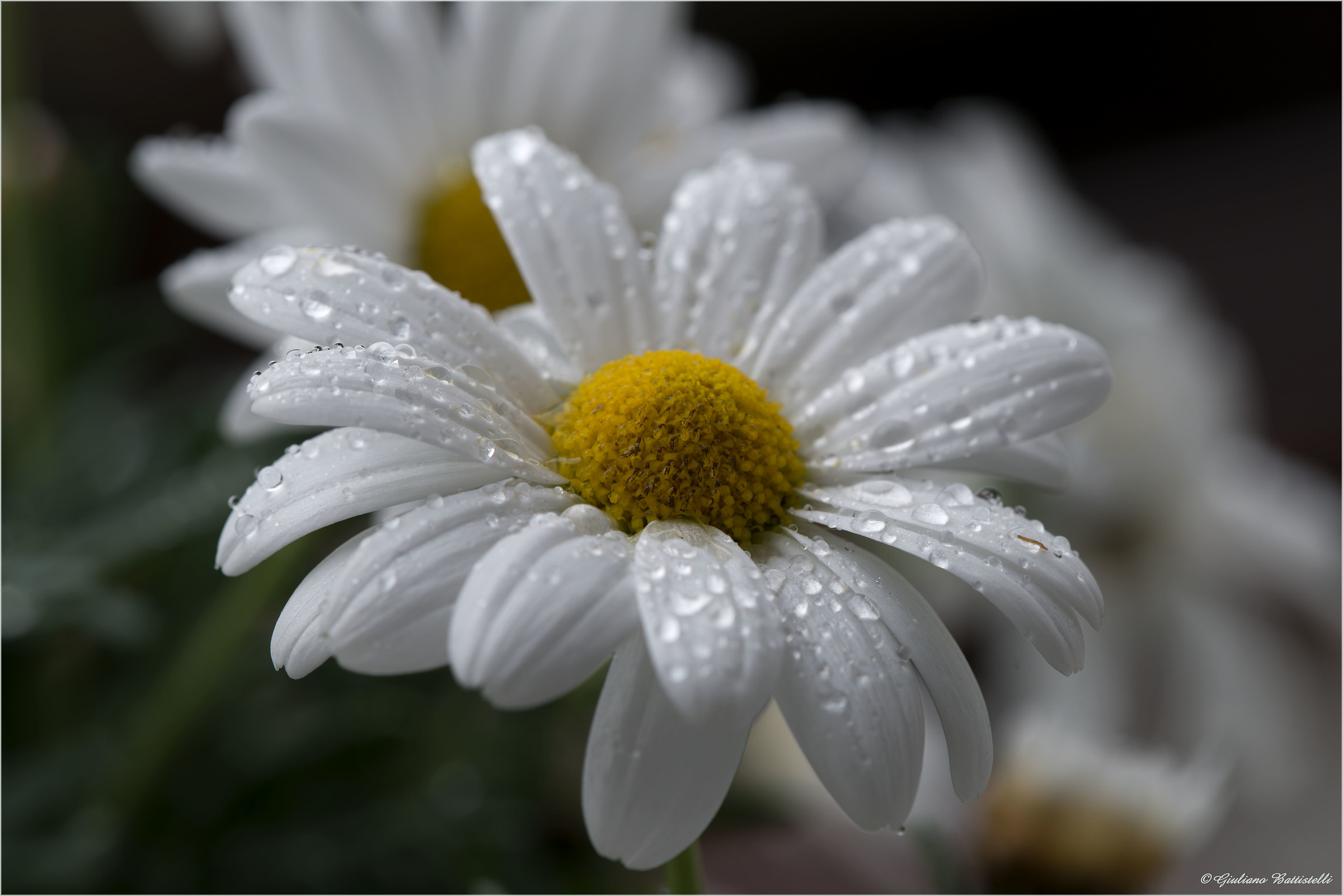 Wet Daisy ... lucky!