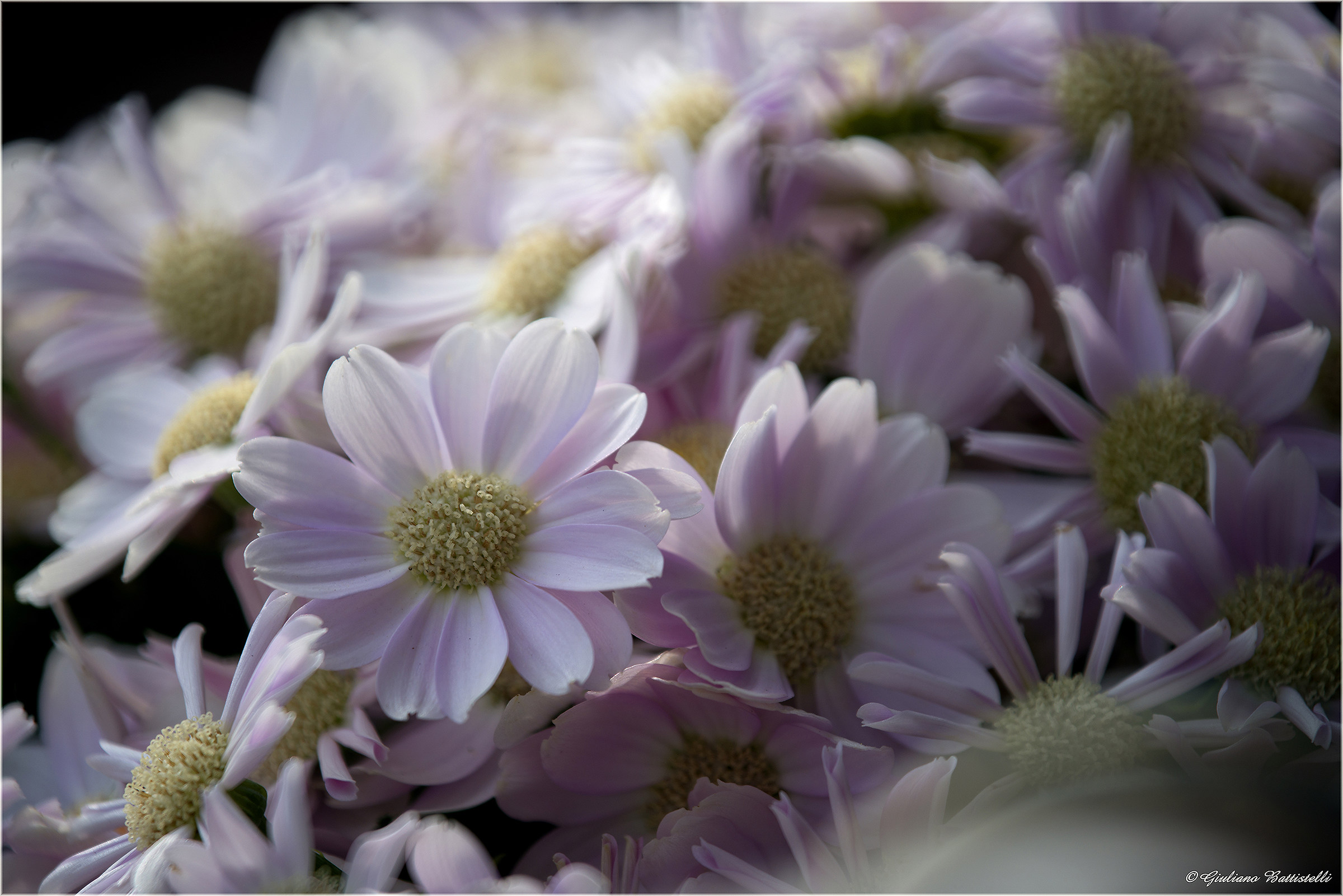 Rosatelle bokeh effect.