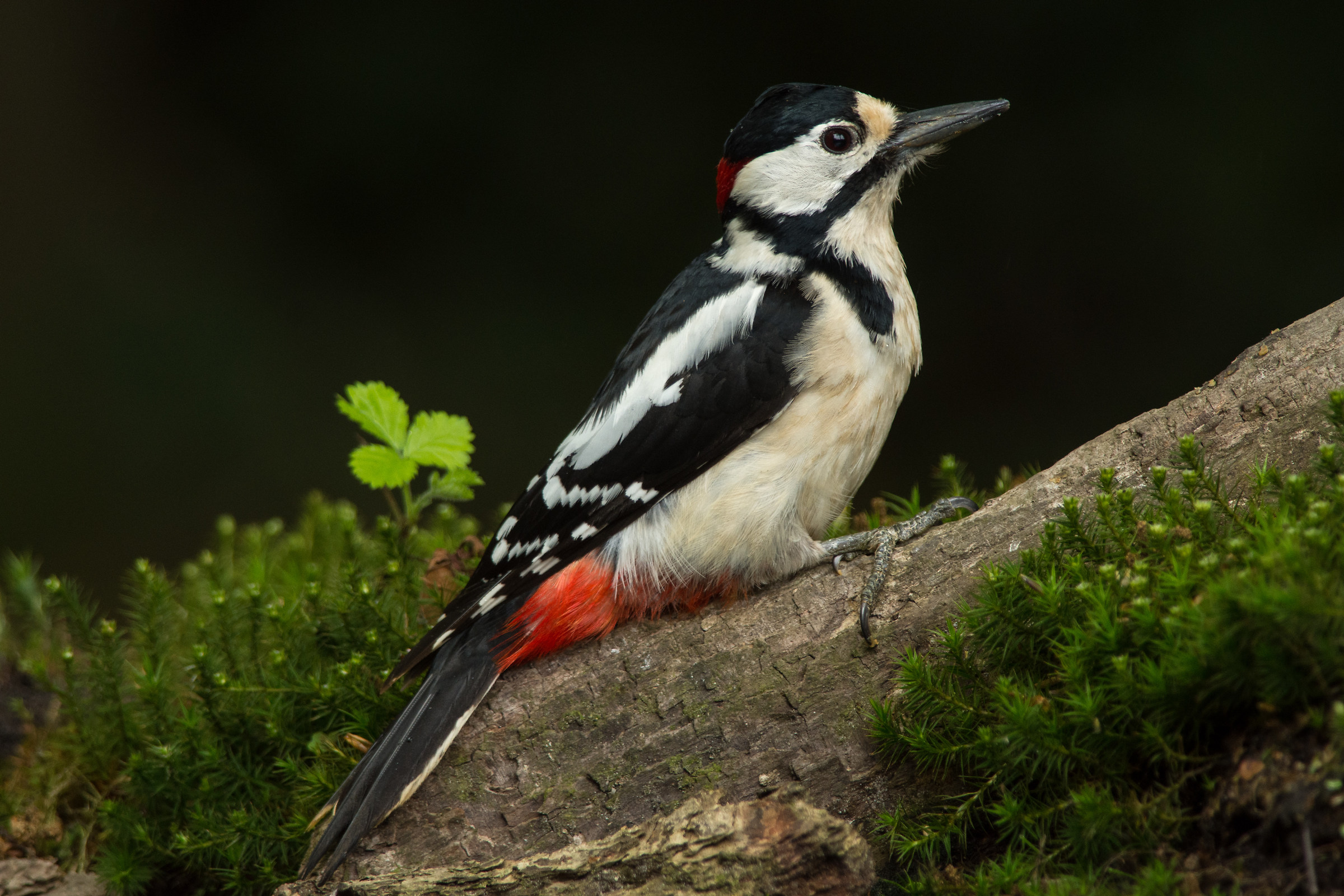 Great spotted woodpecker