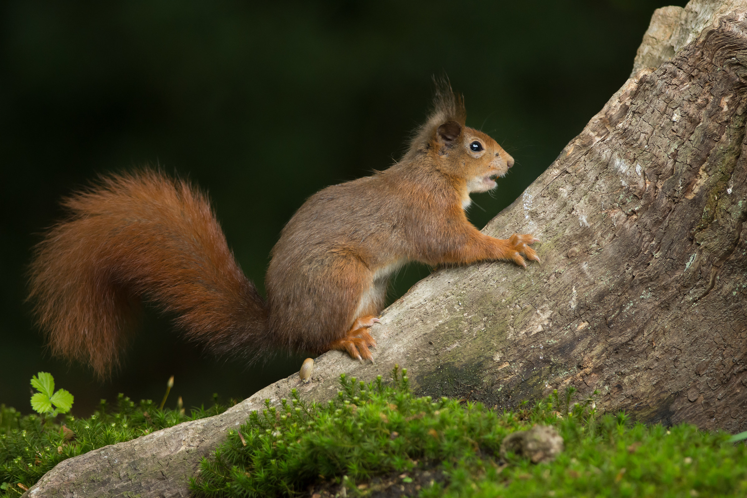 Red squirrel