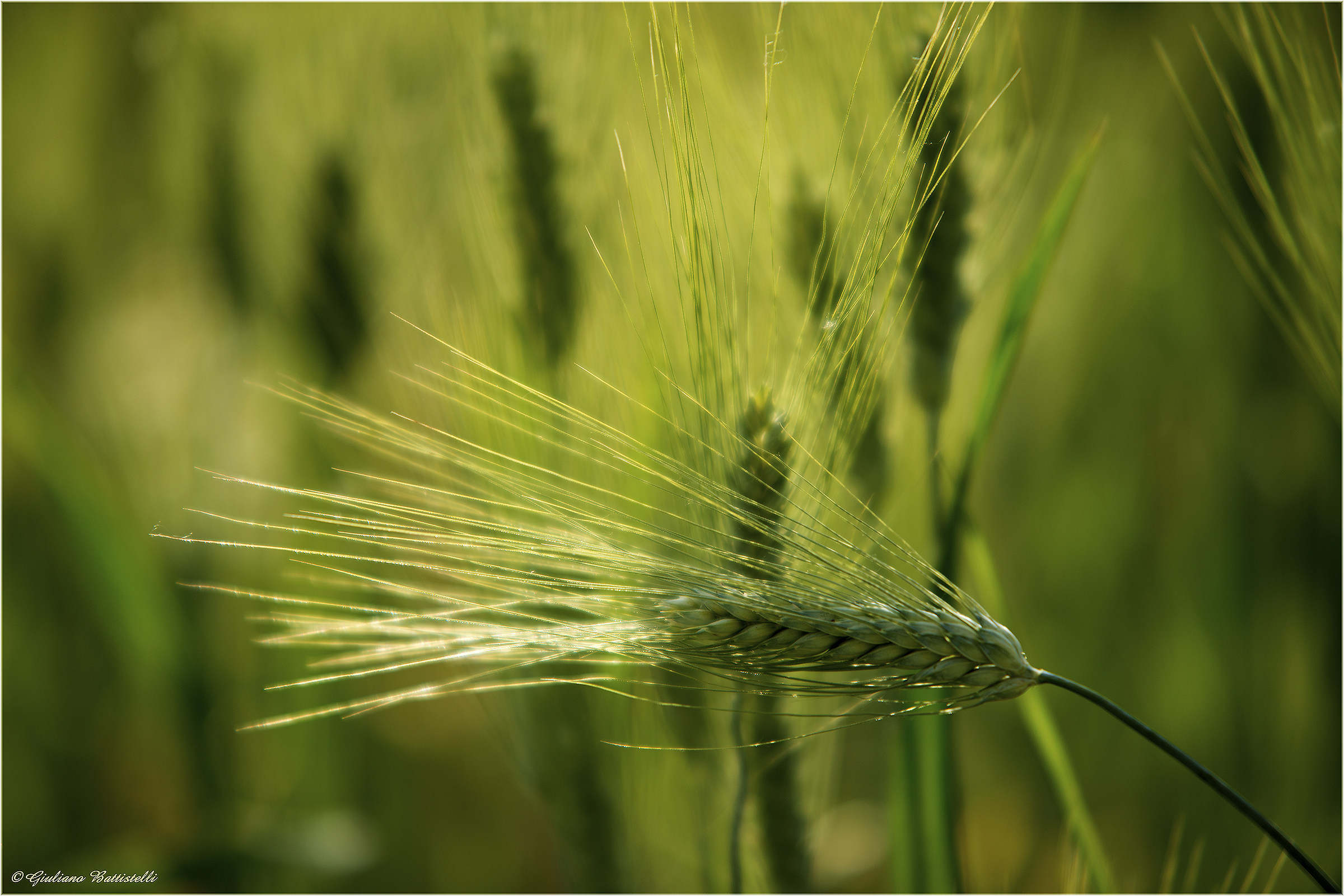 Grano verde spigato...