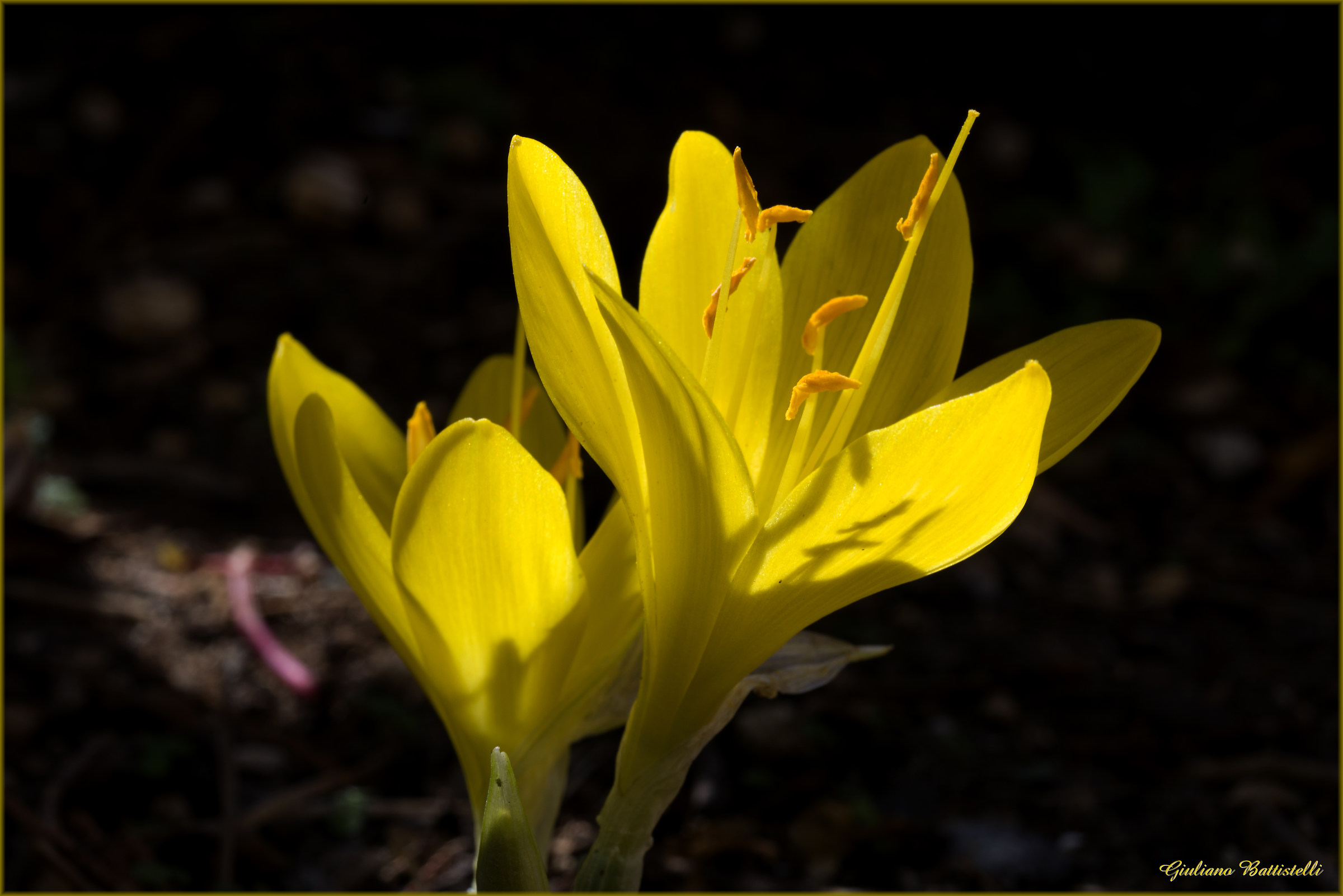 Crocus gialli