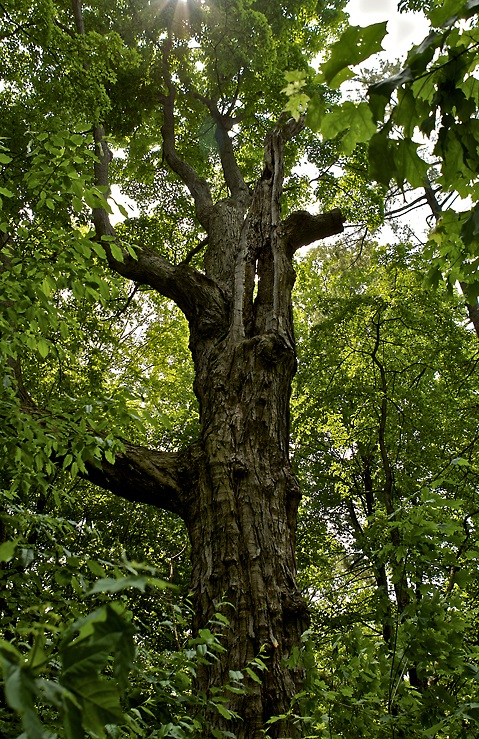 Vecchio albero