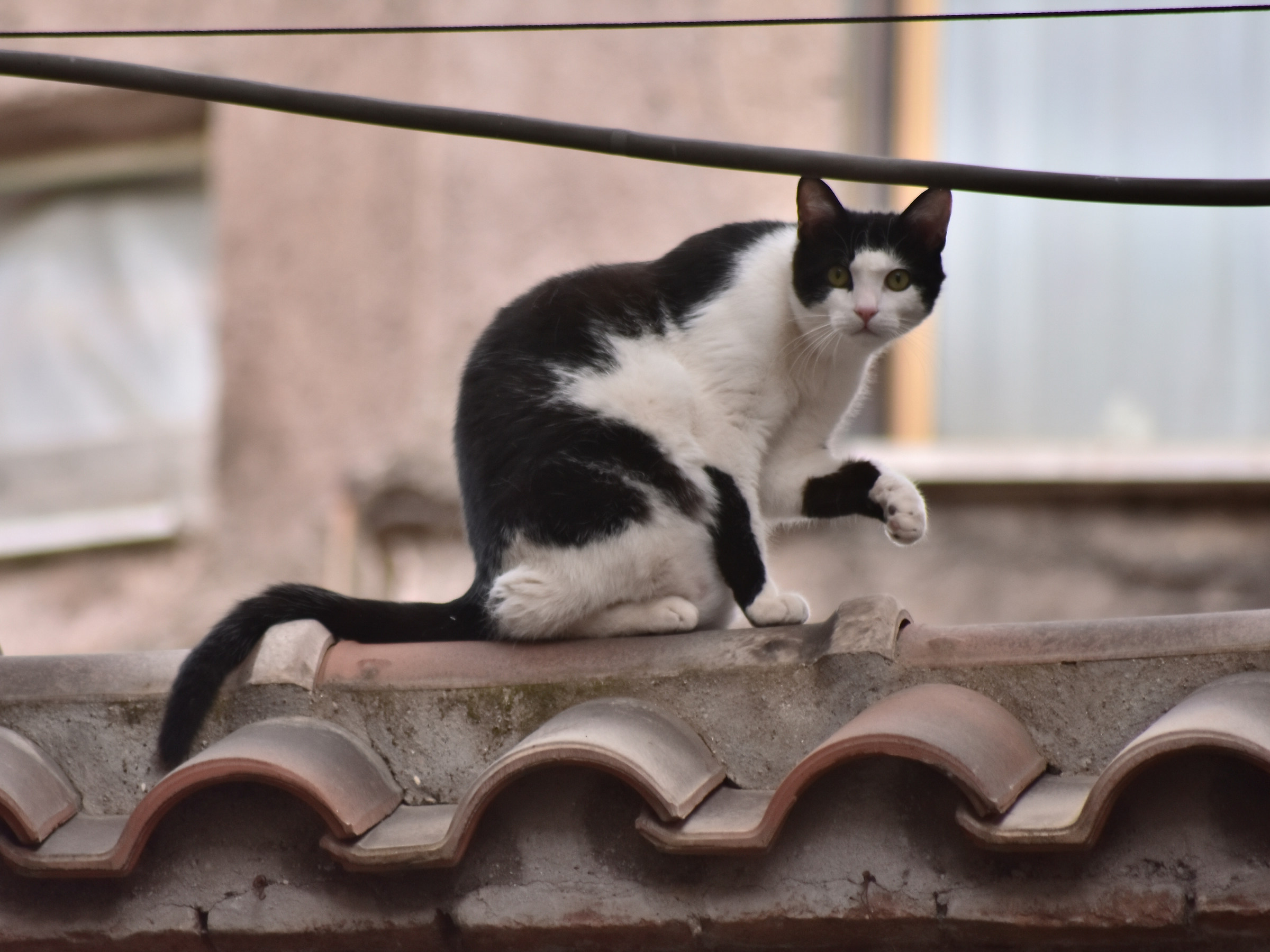 'Mbè...che c'hai da guardà??