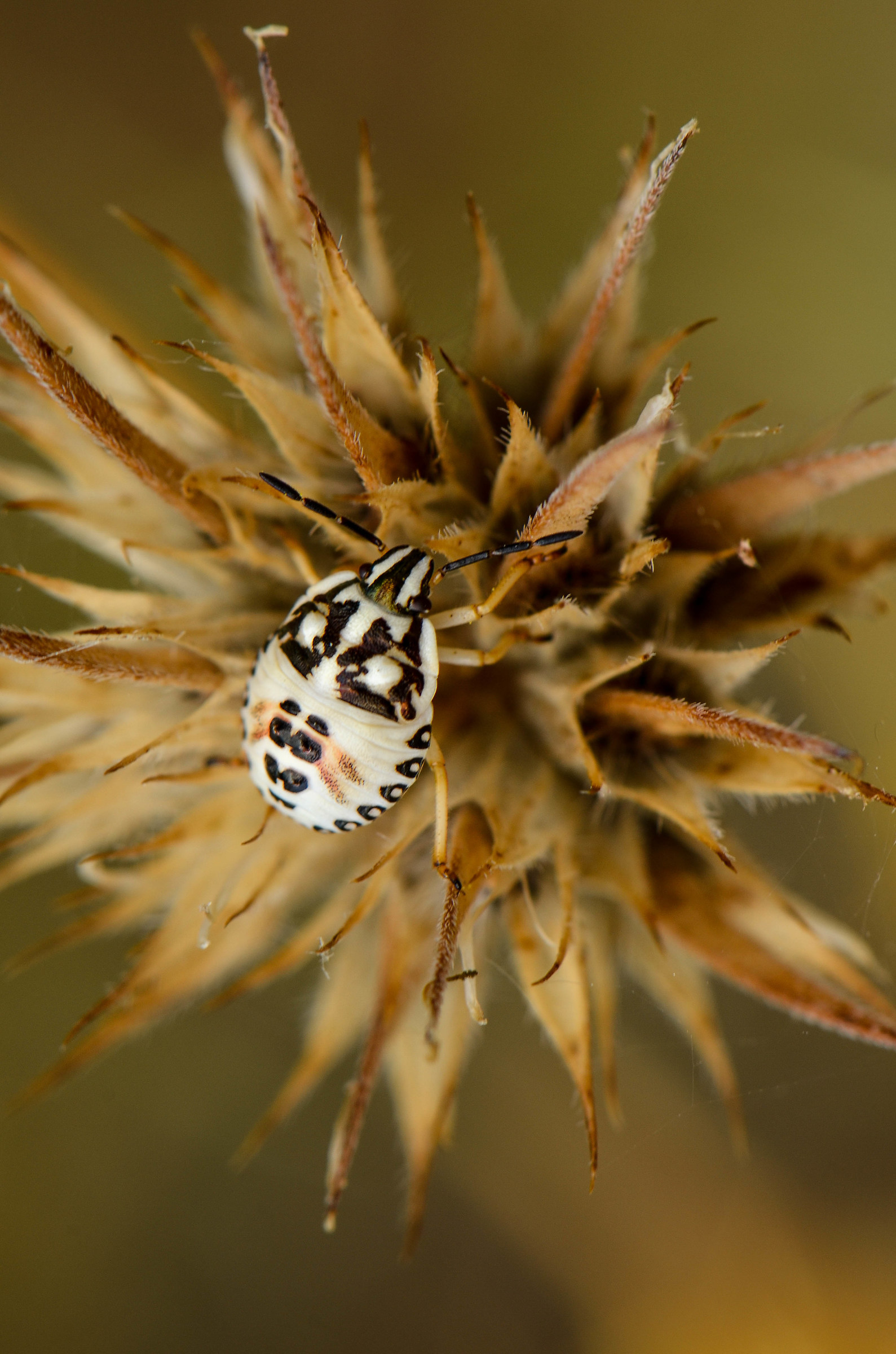 Mimetismo ... da paura