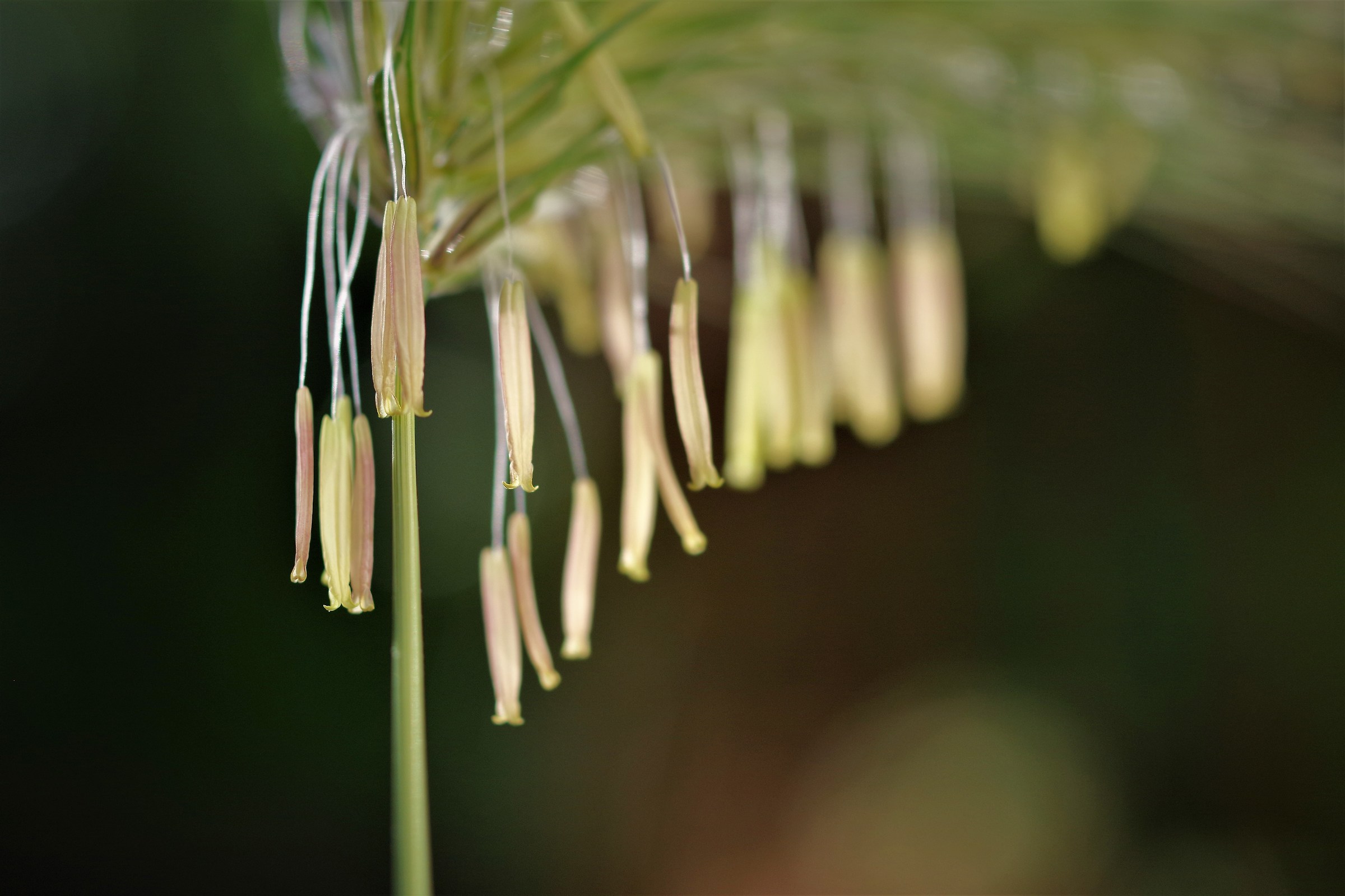Fioritura graminacee