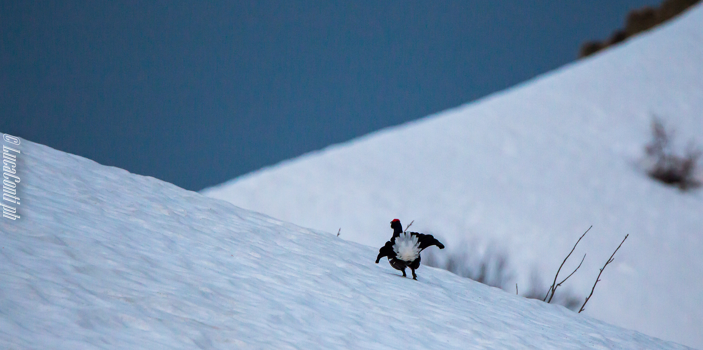 Black grouse (tetrao tetrix) 2018