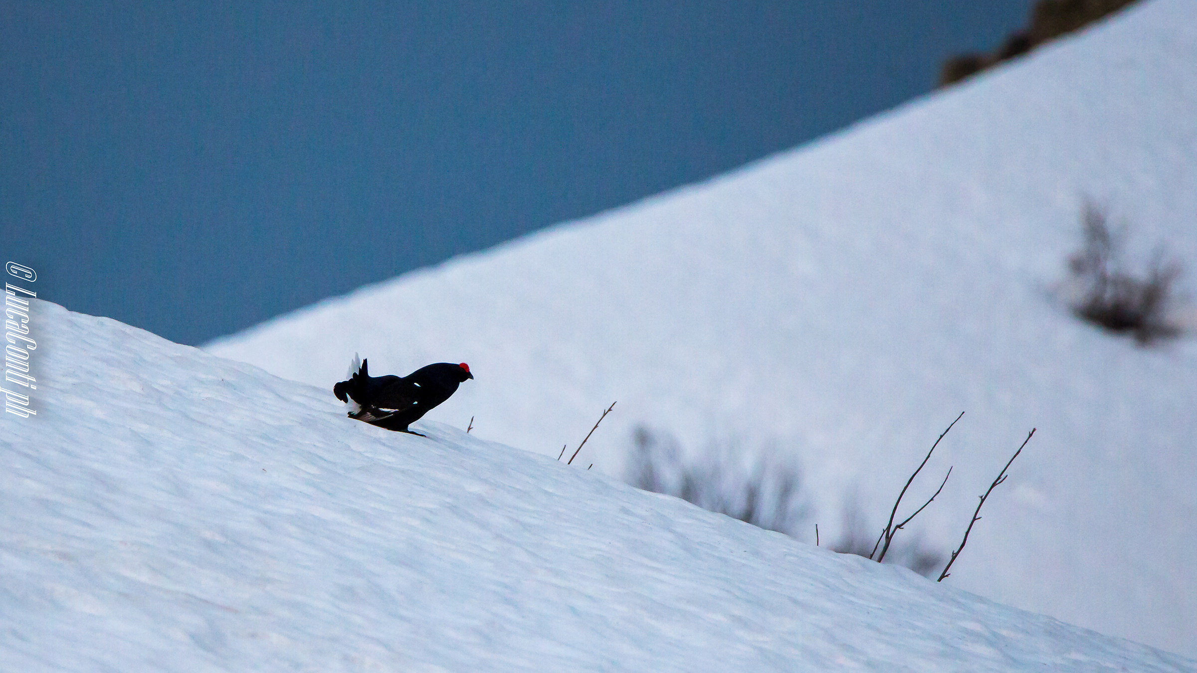 Black grouse (tetrao tetrix) 2018
