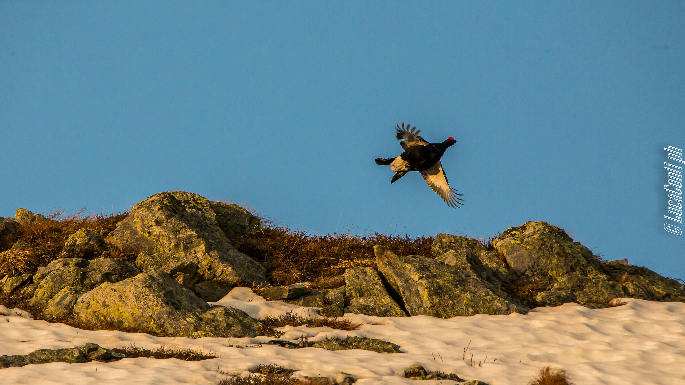 Black grouse (tetrao tetrix) 2018