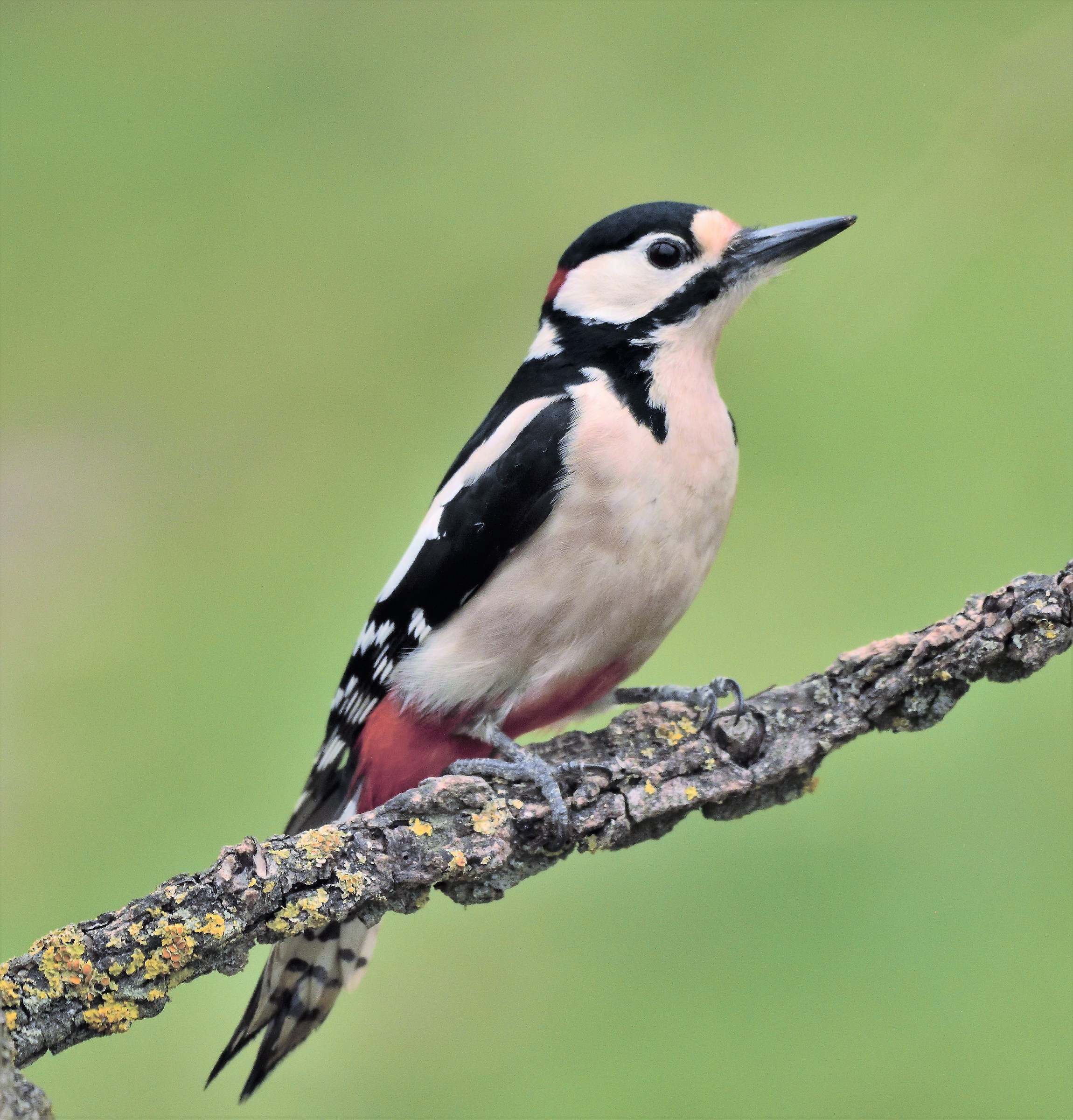 great spotted Woodpecker