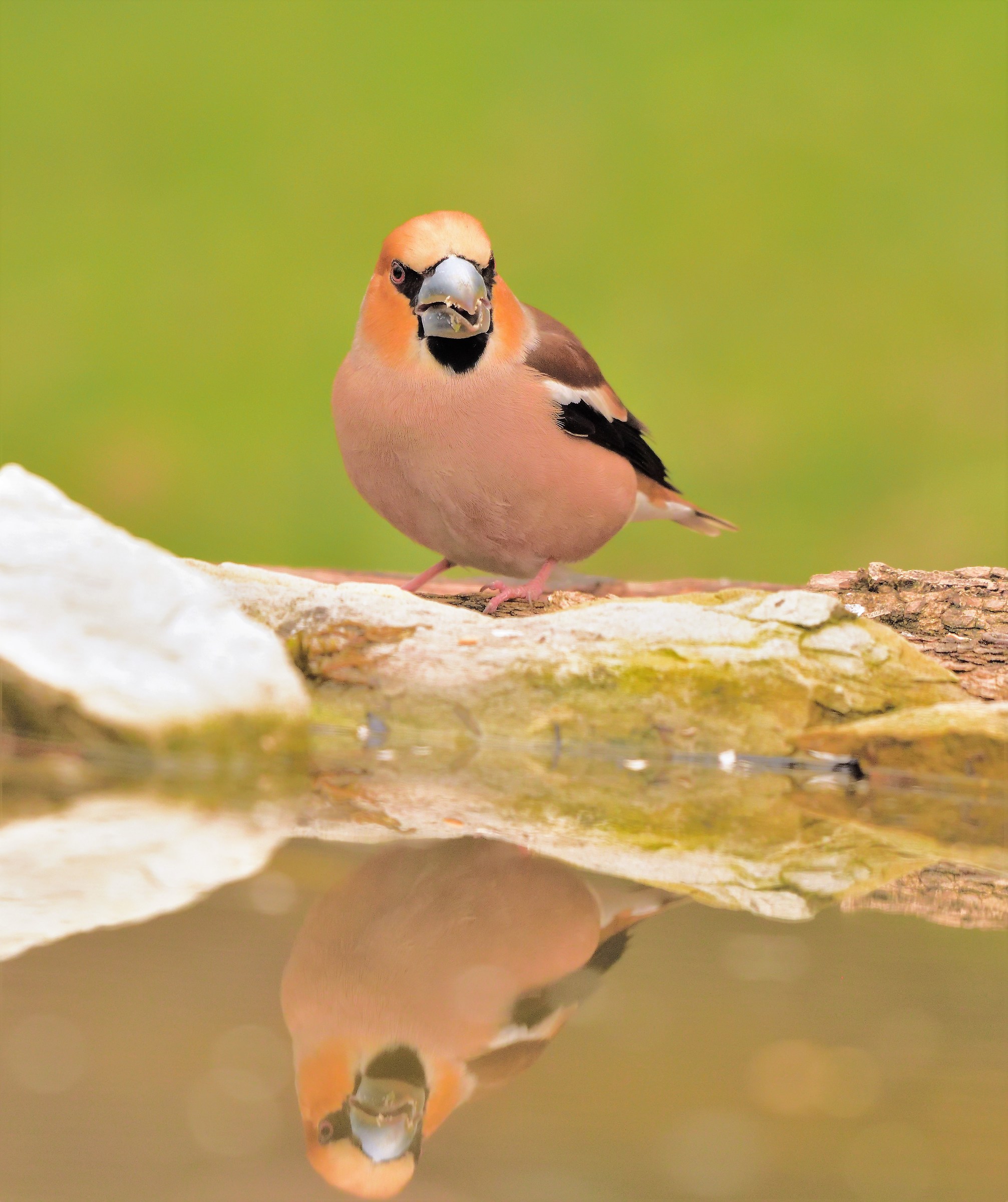 hawfinch male