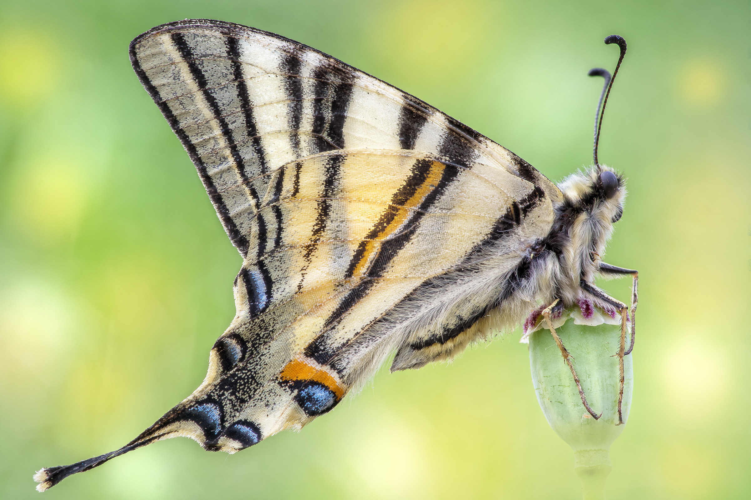 Iphiclides podalirius (Linnaeus, 1758)