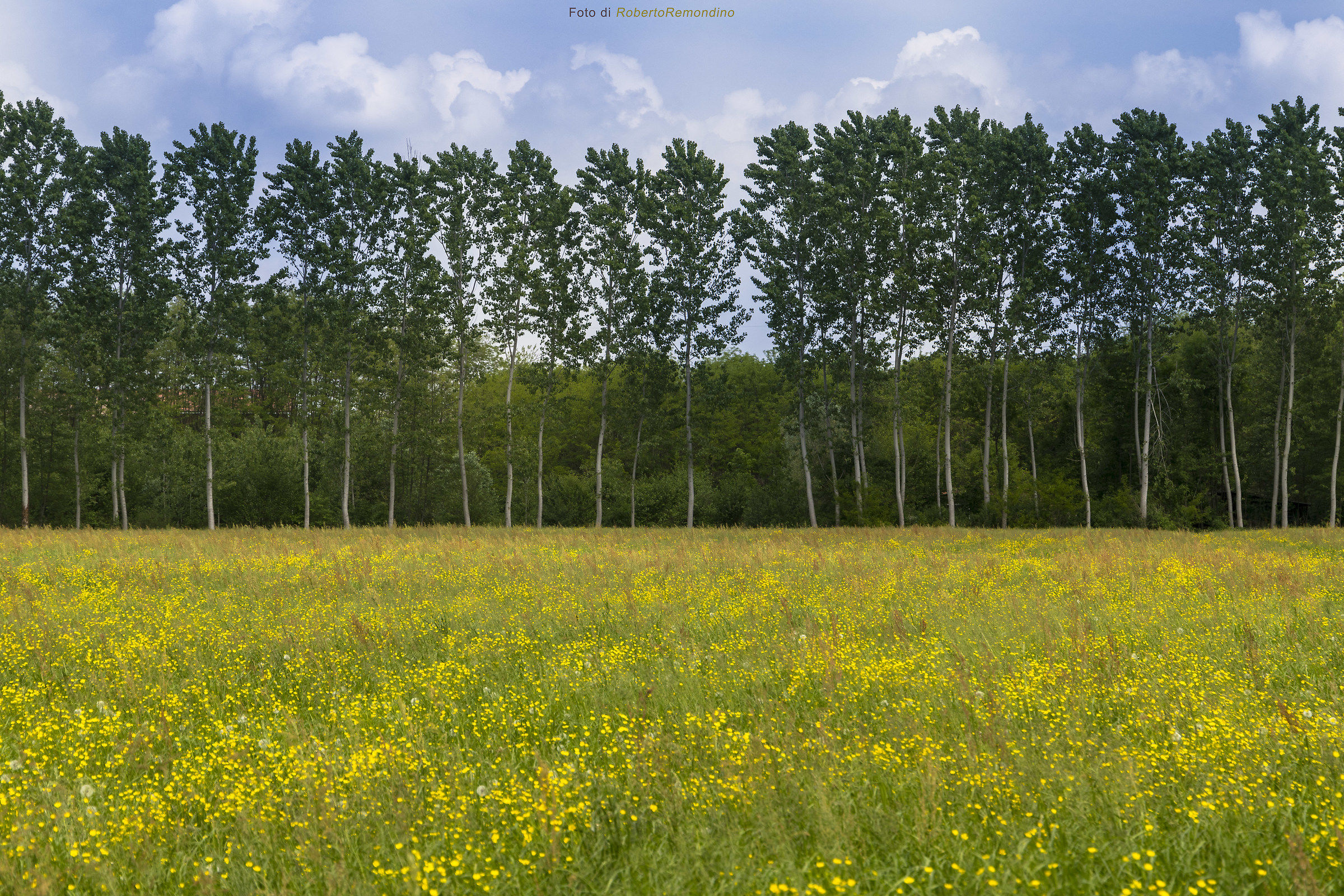 puntillismo naturale