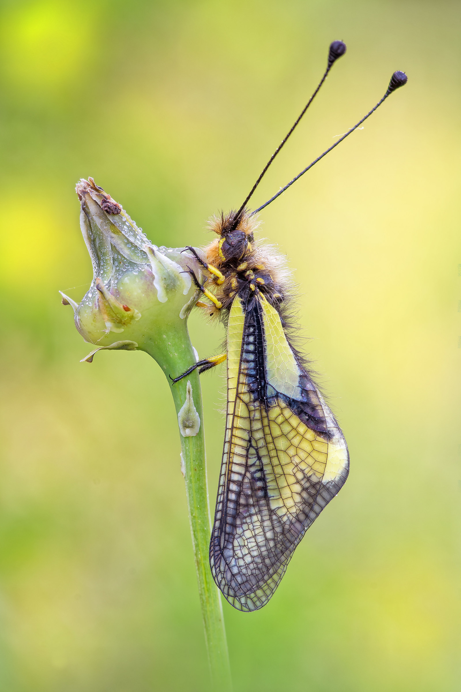 Libelloides coccajus (Linnaeus, 1758)