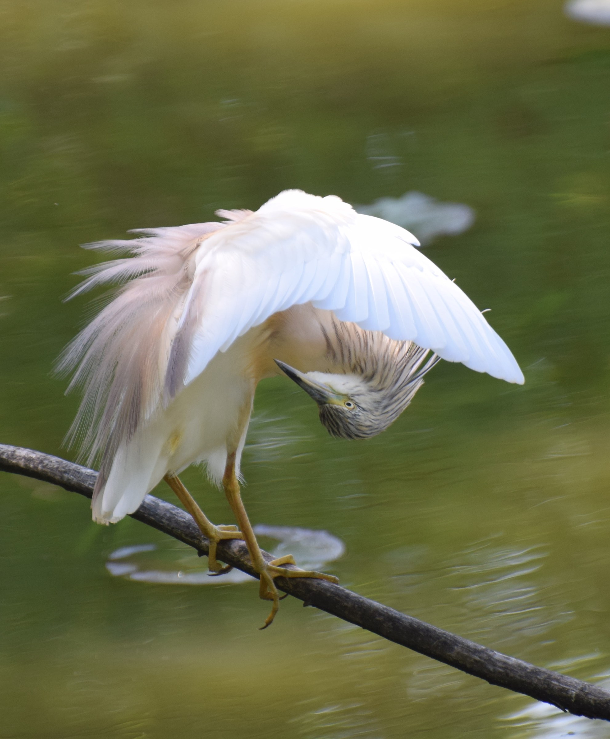 Squacco Heron