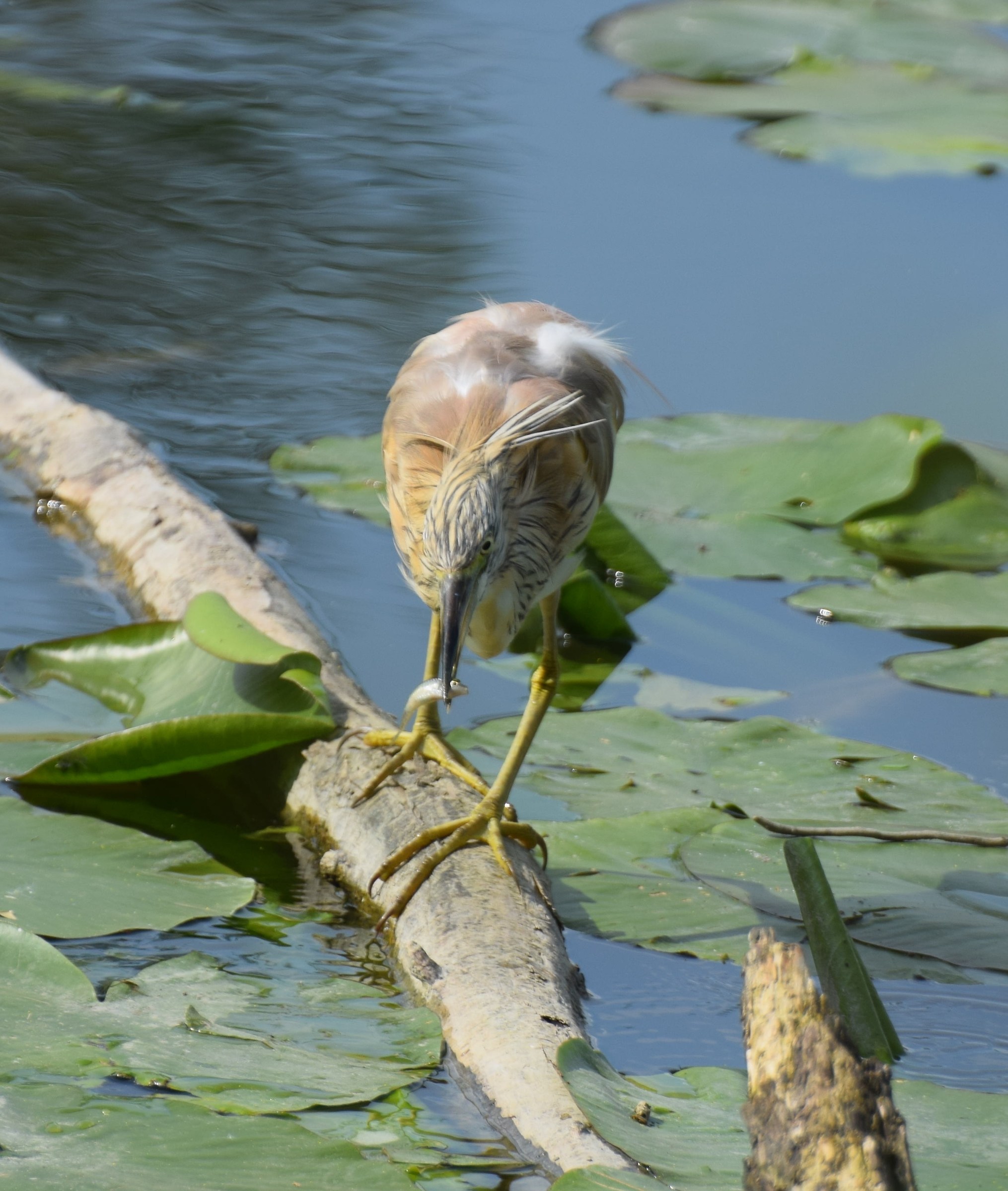 Squacco Heron with prey