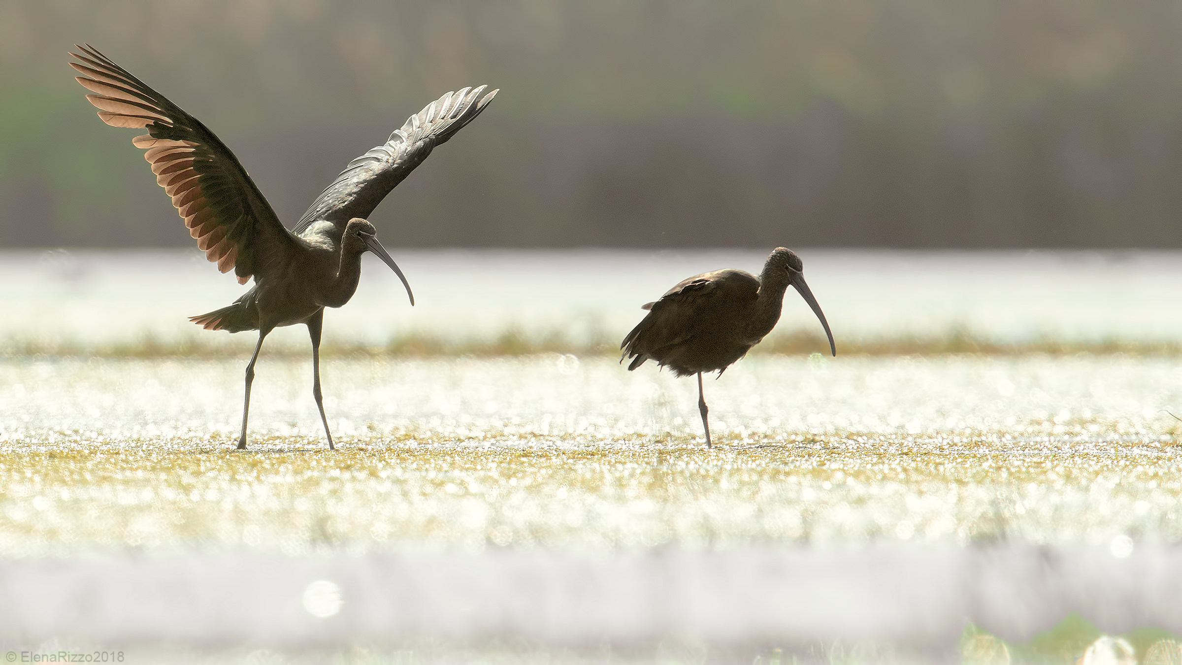Glossy ibises