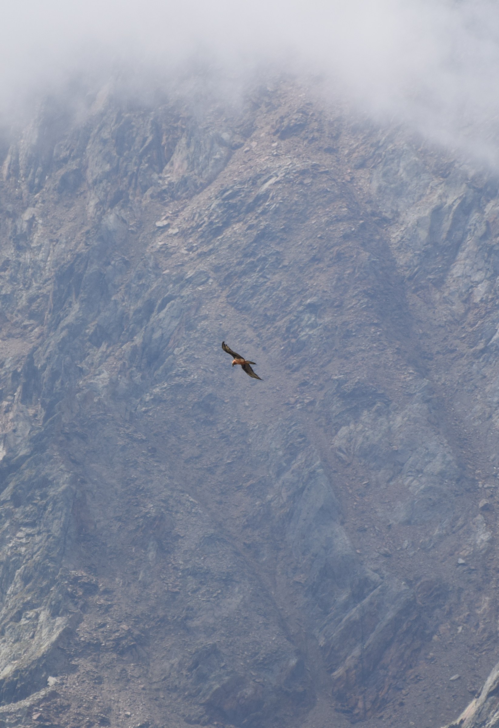 Bearded Vulture (Gypaetus barbatus)