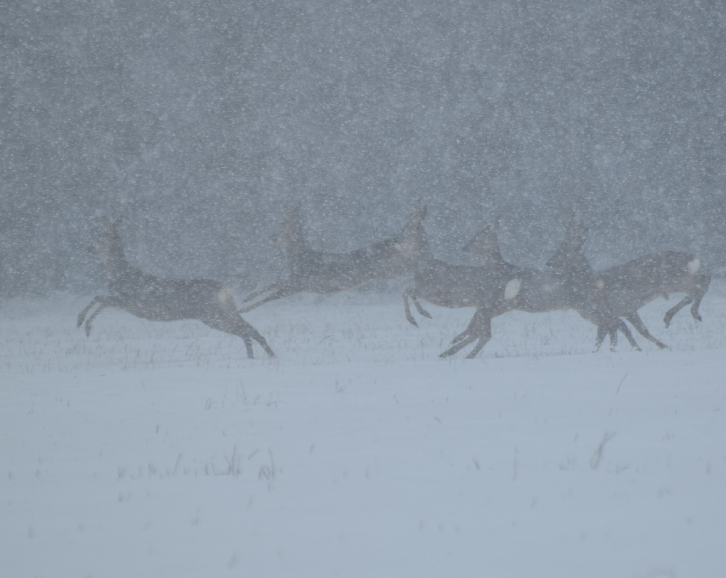 ROE Deers in heavy snowfall