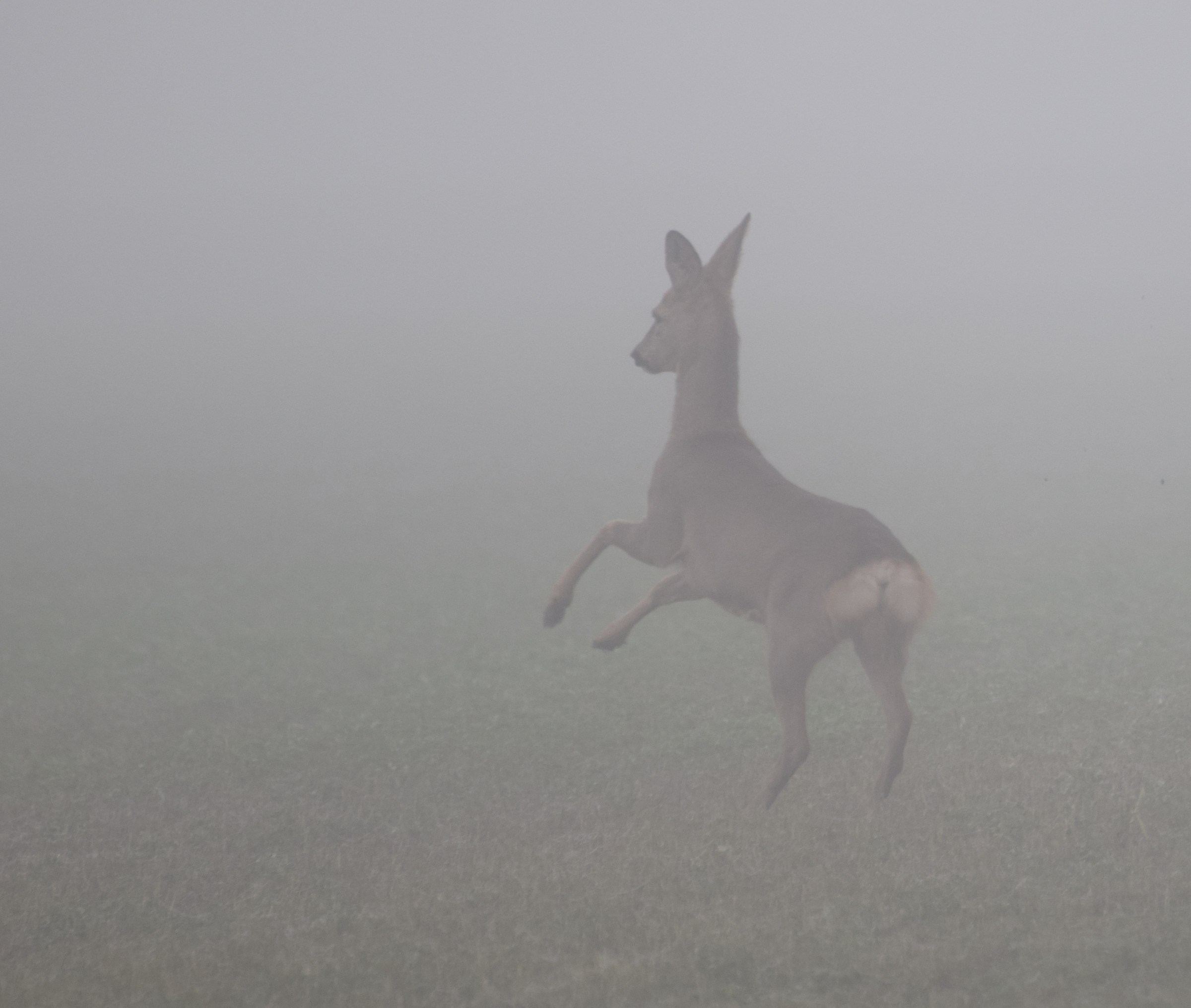 ROE Deer in the fog