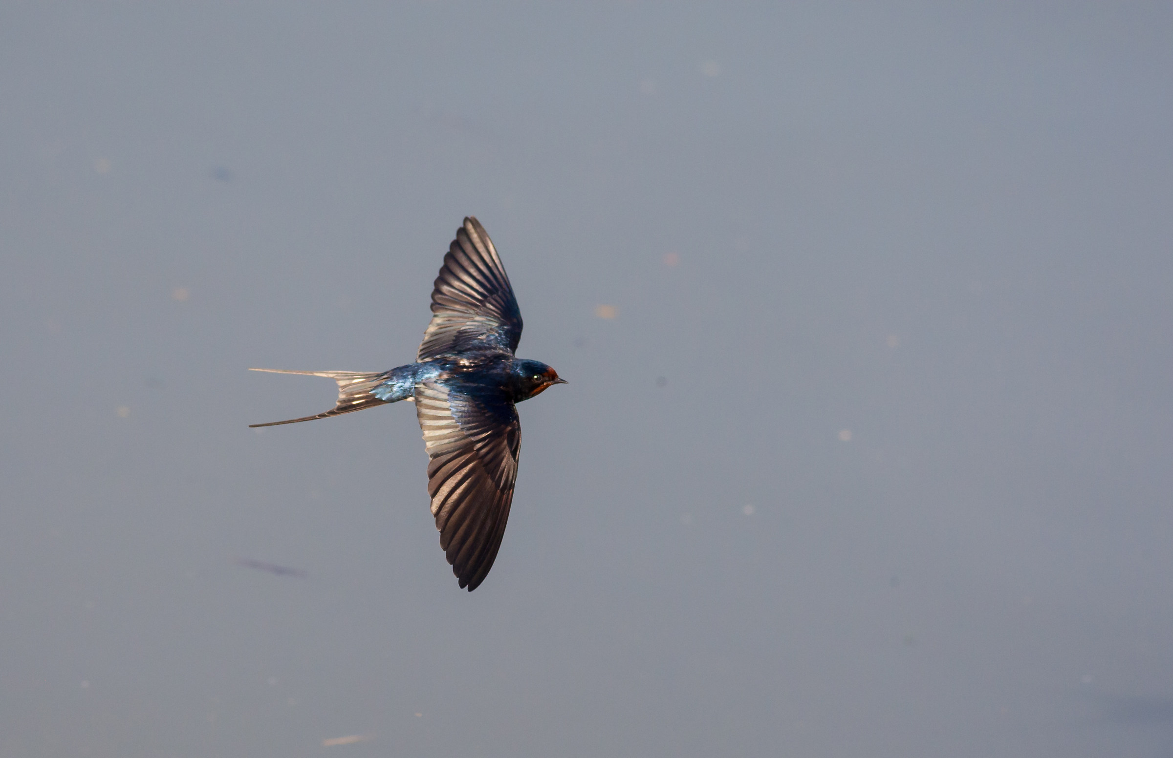 Swallow in flight