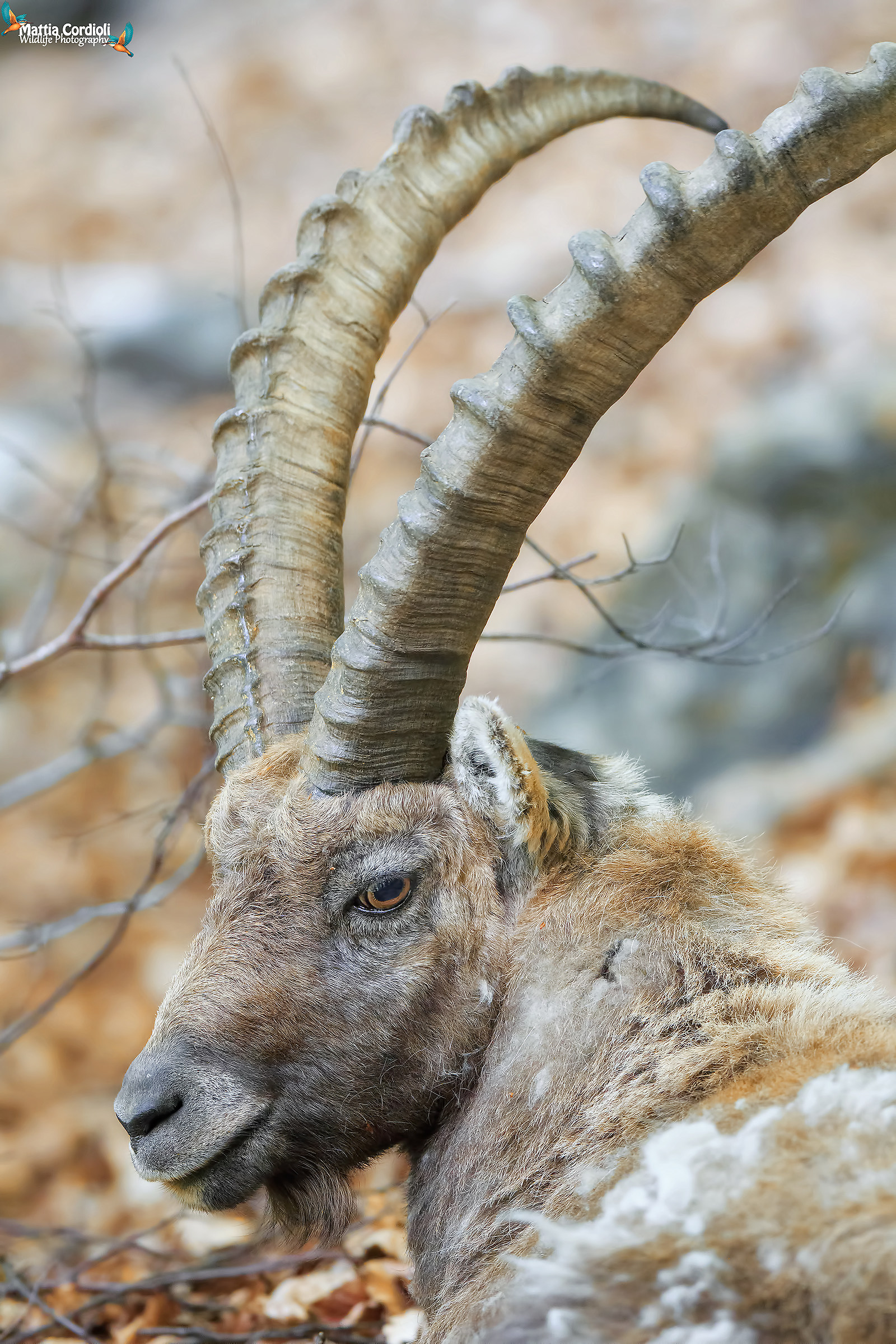 Ritratto allo Stambecco...