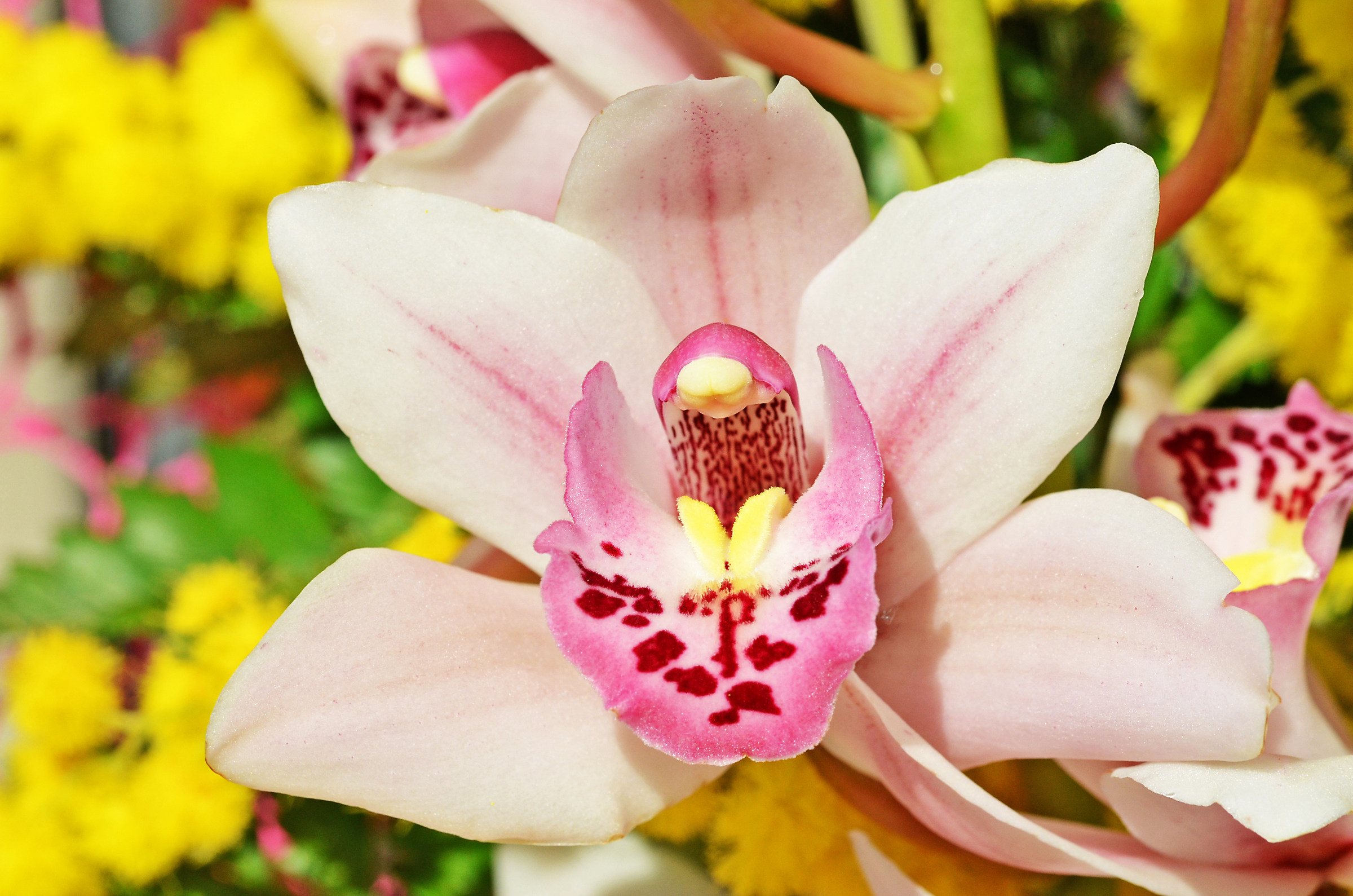 Orchid