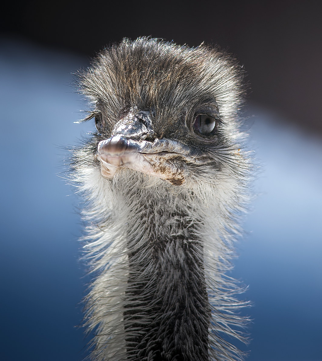 Emu