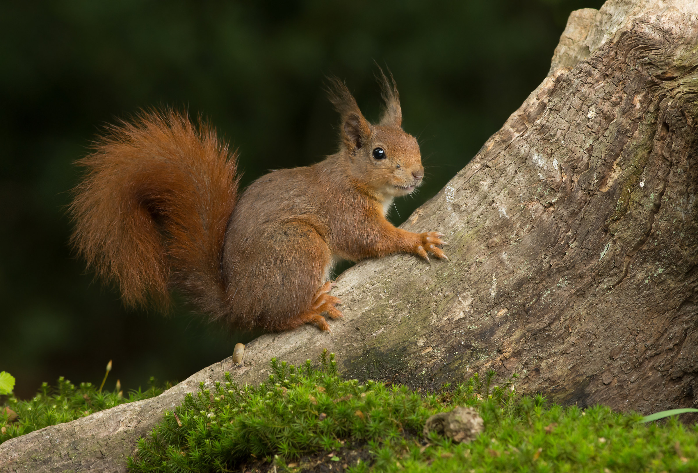 Red squirrel