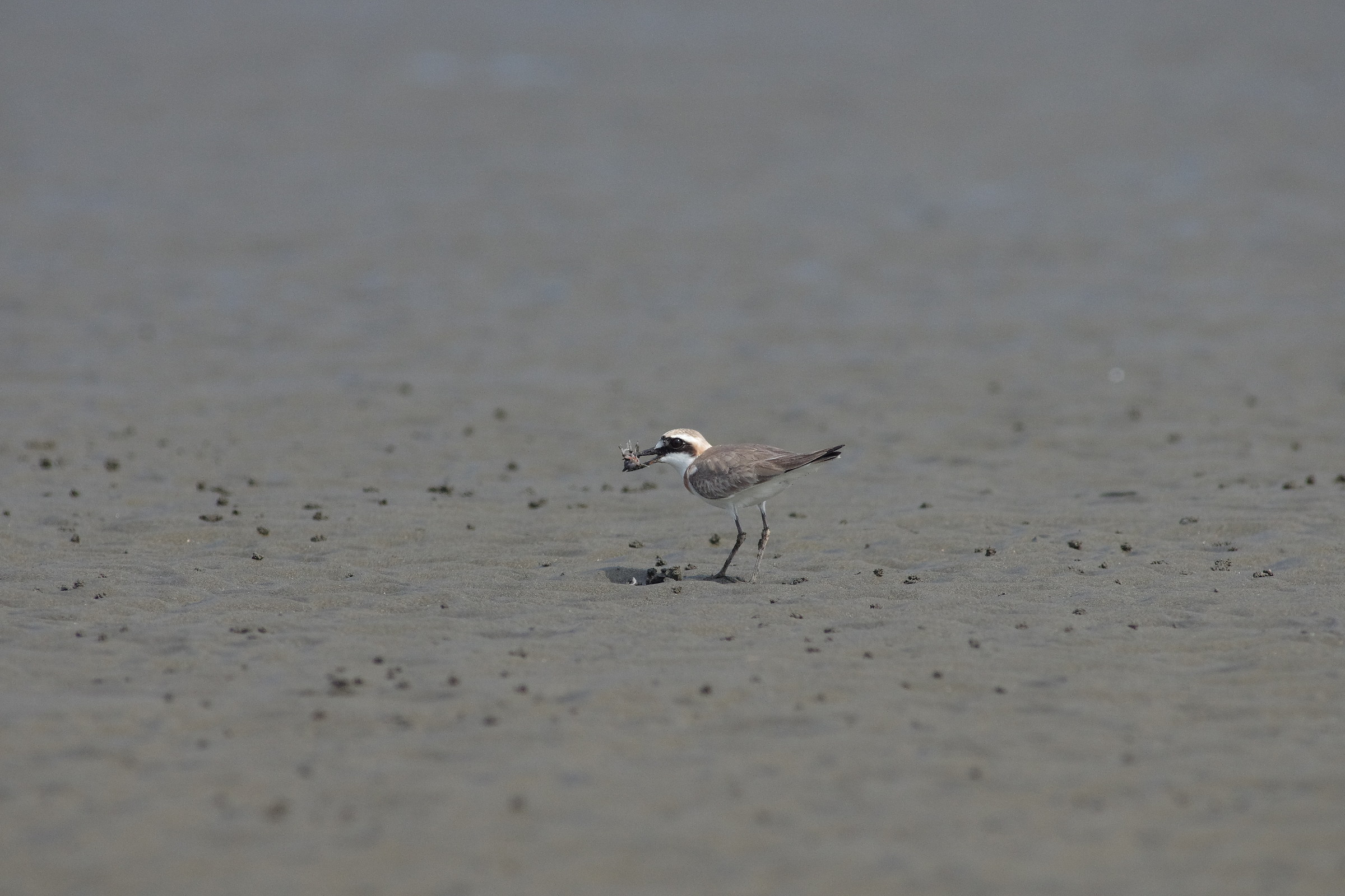 Great Sand-Plover