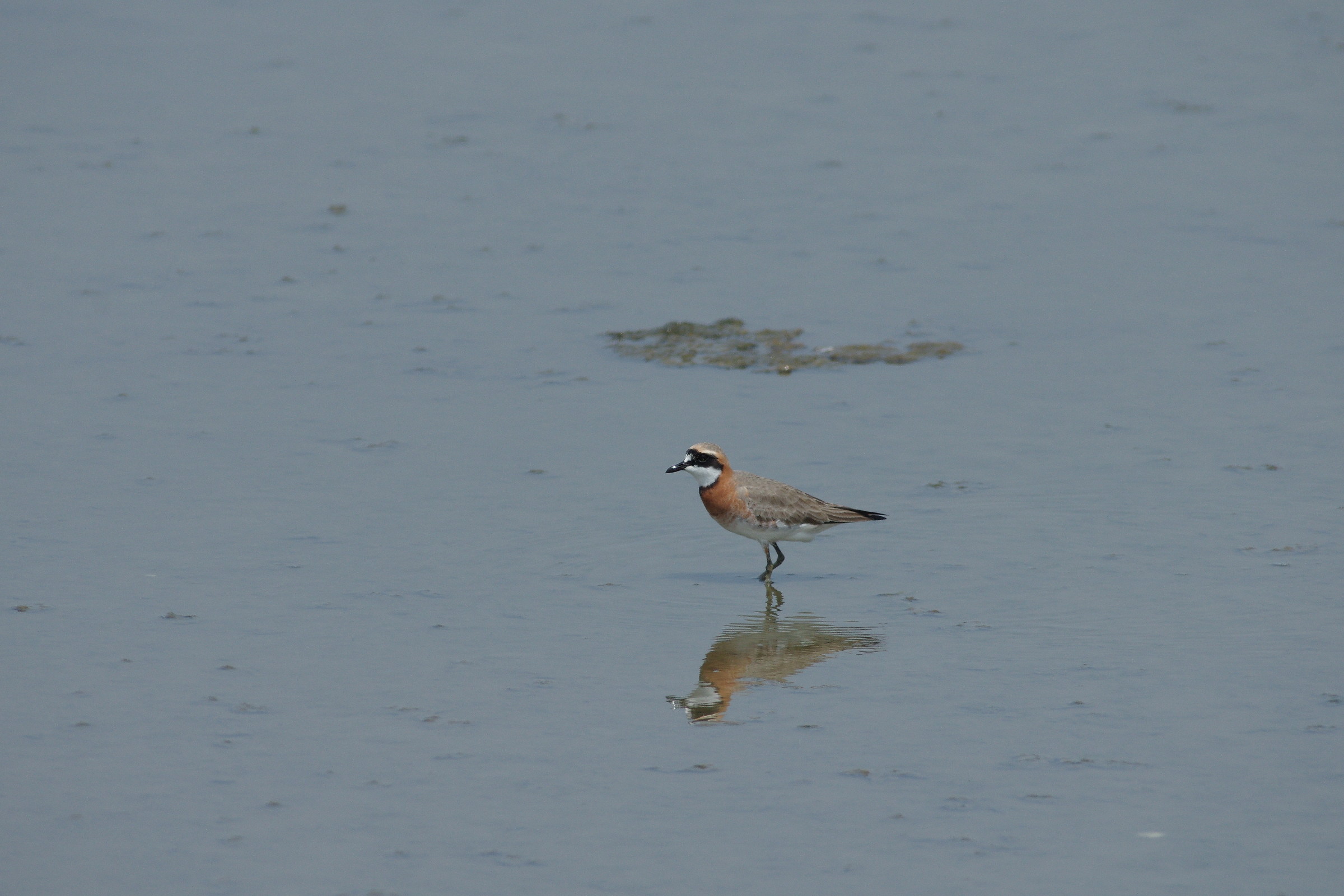 Lesser Sand-Plover