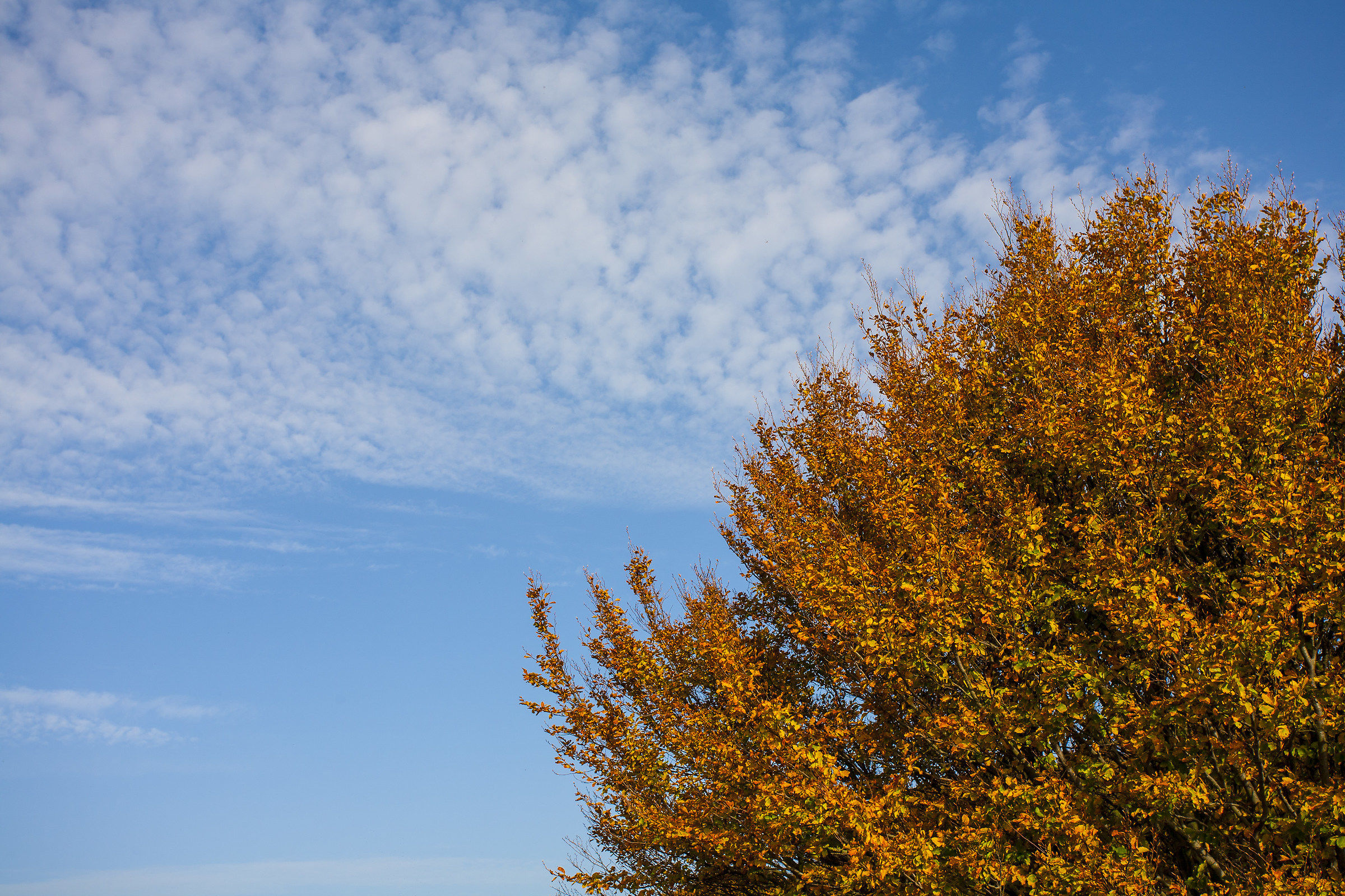 Autumn colors-Passo di Cento Croci