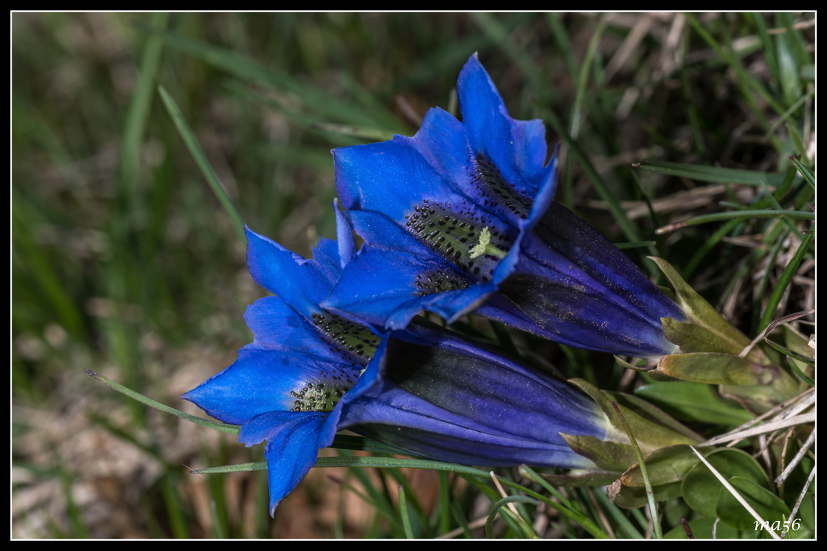 Gentiana Koch-Monte Baldo