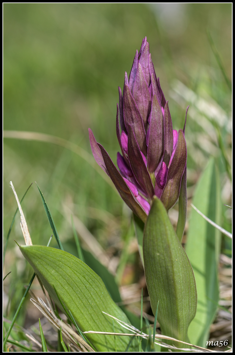 Orchid-Monte Baldo
