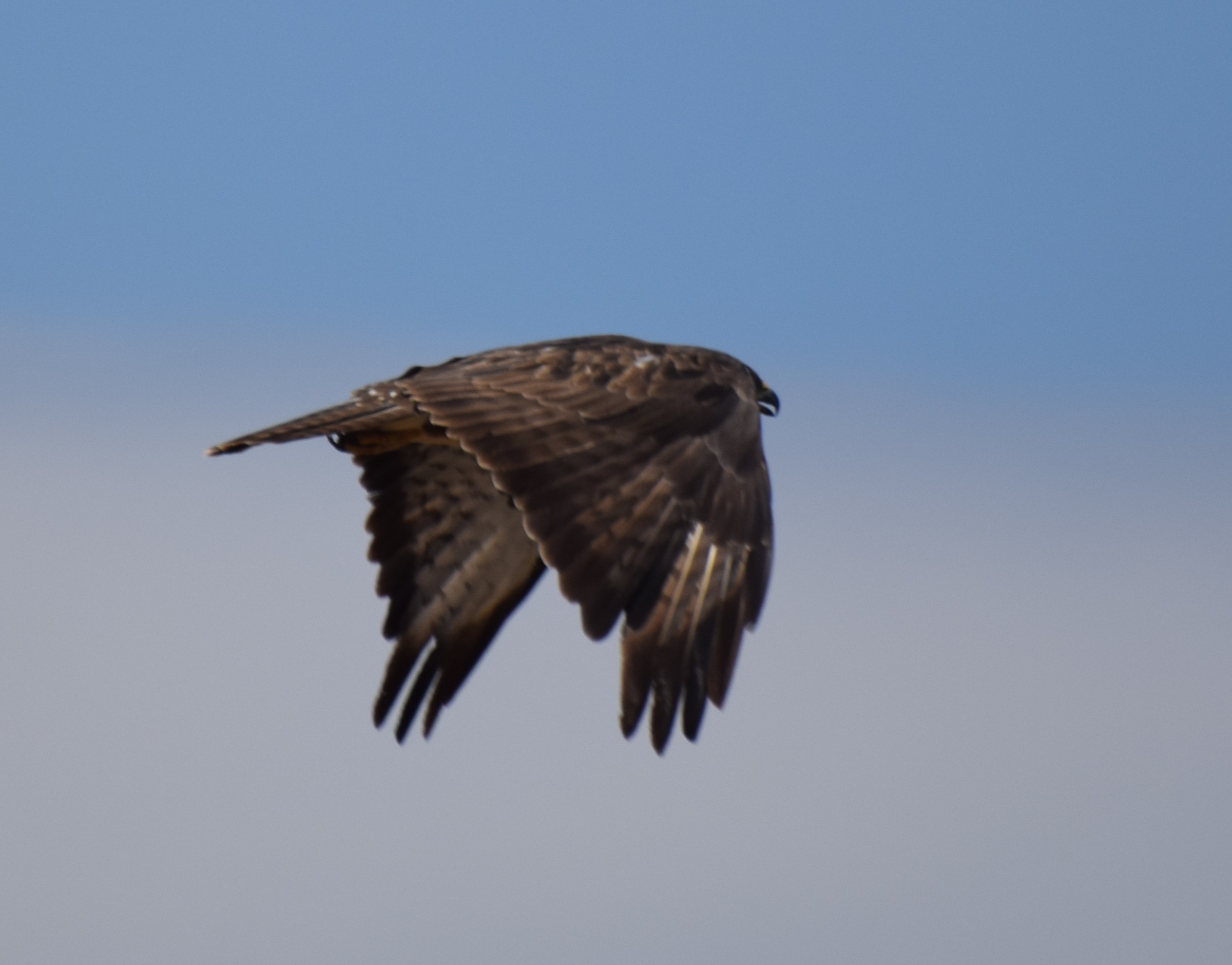 Buzzard in flight