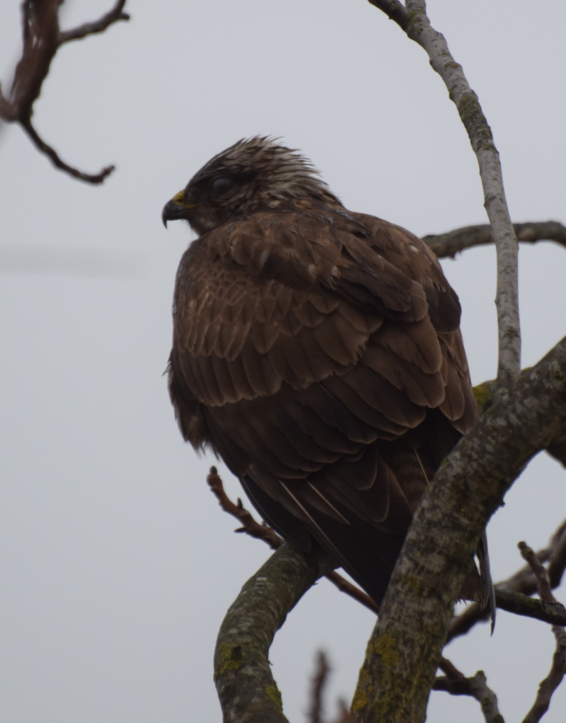 Buzzard in rainy day