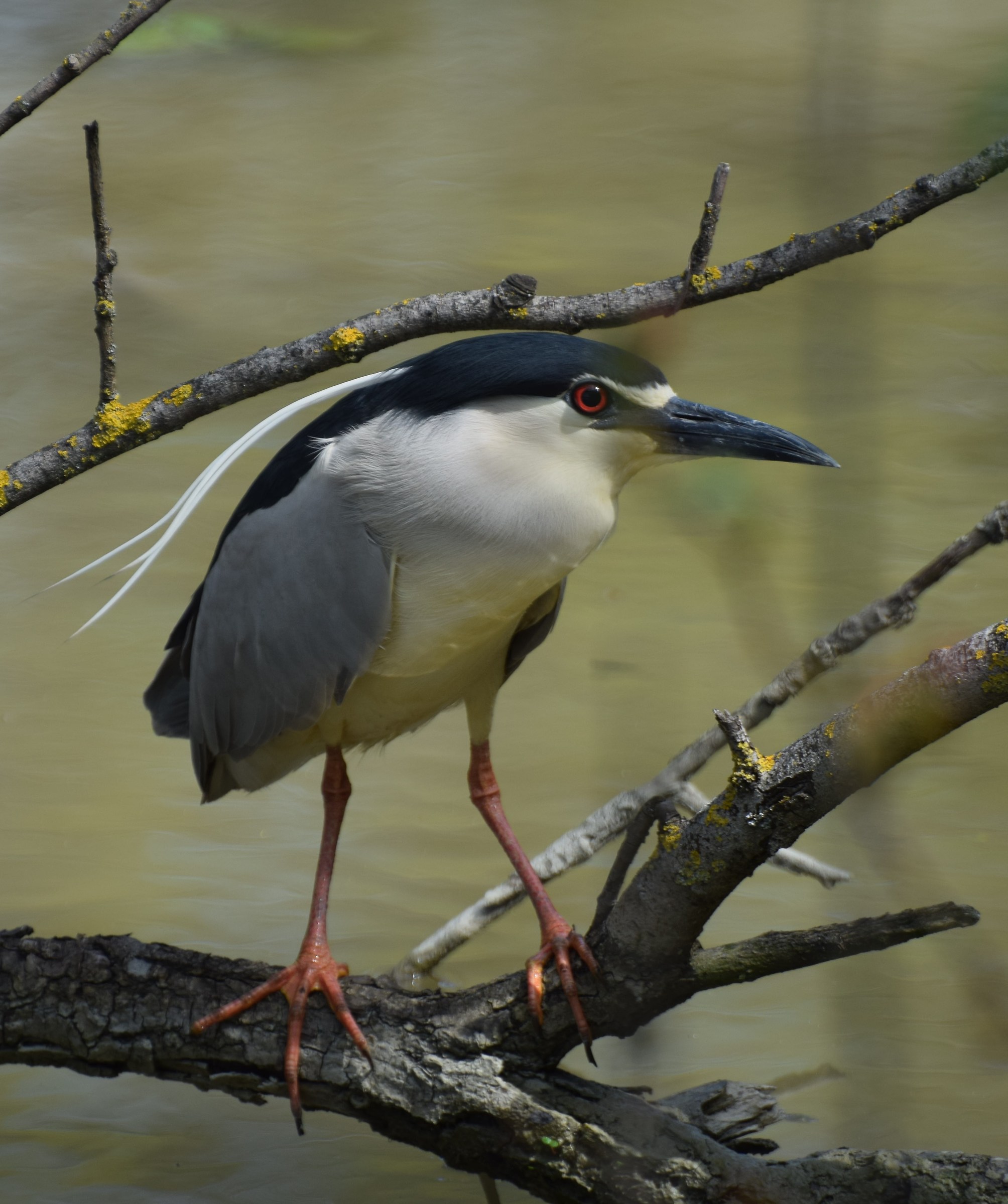 Night Heron