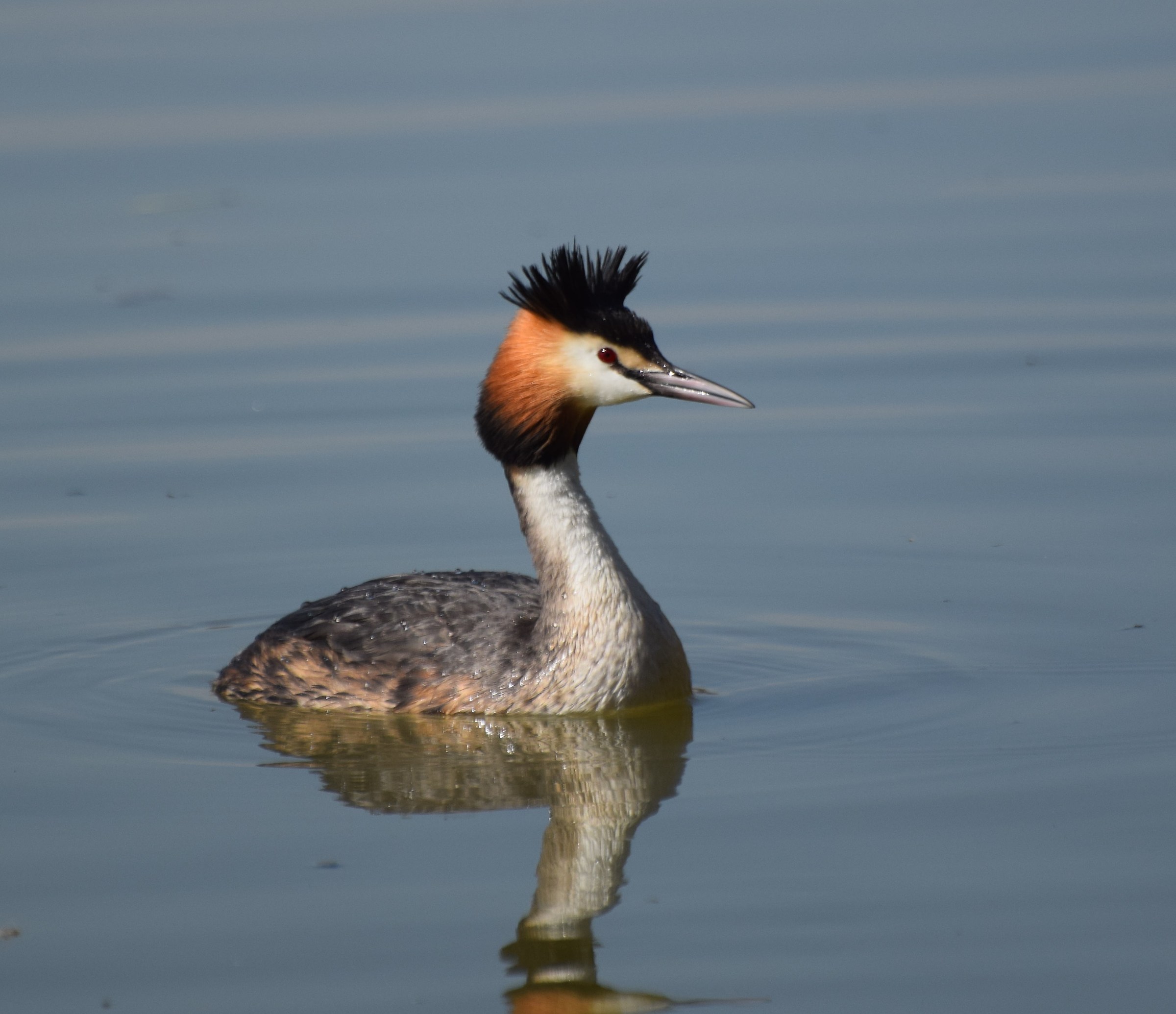 Great Crested Grebe
