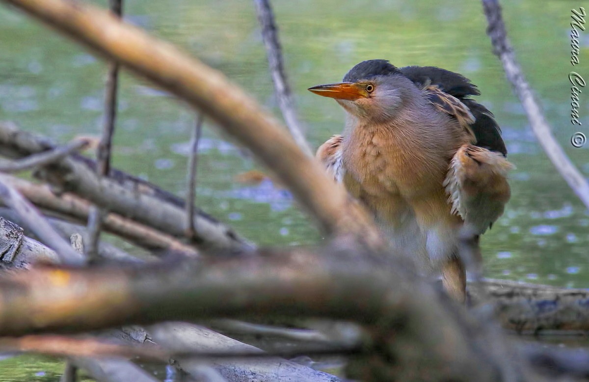 Bittern male ruffled