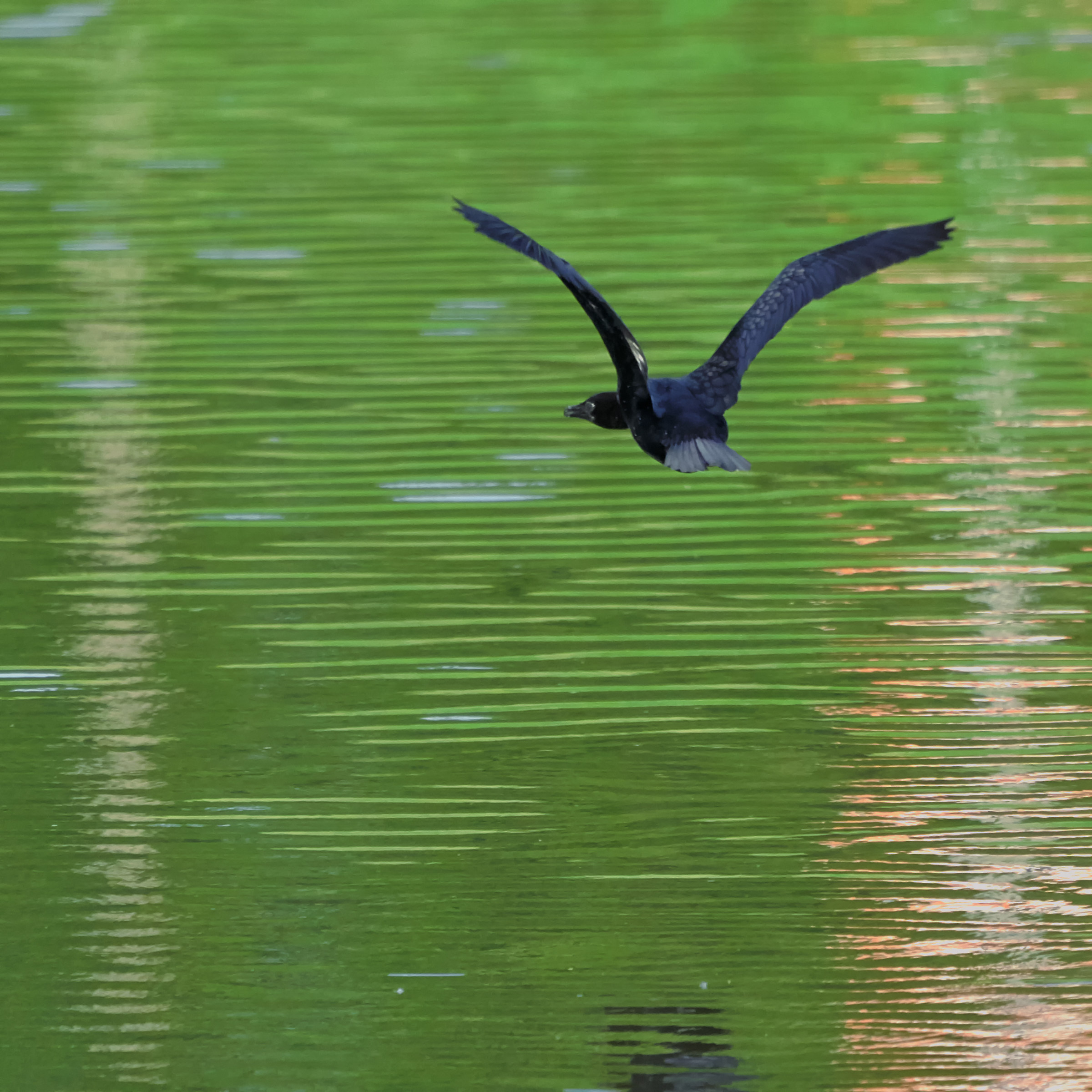 Cormorano al tramonto