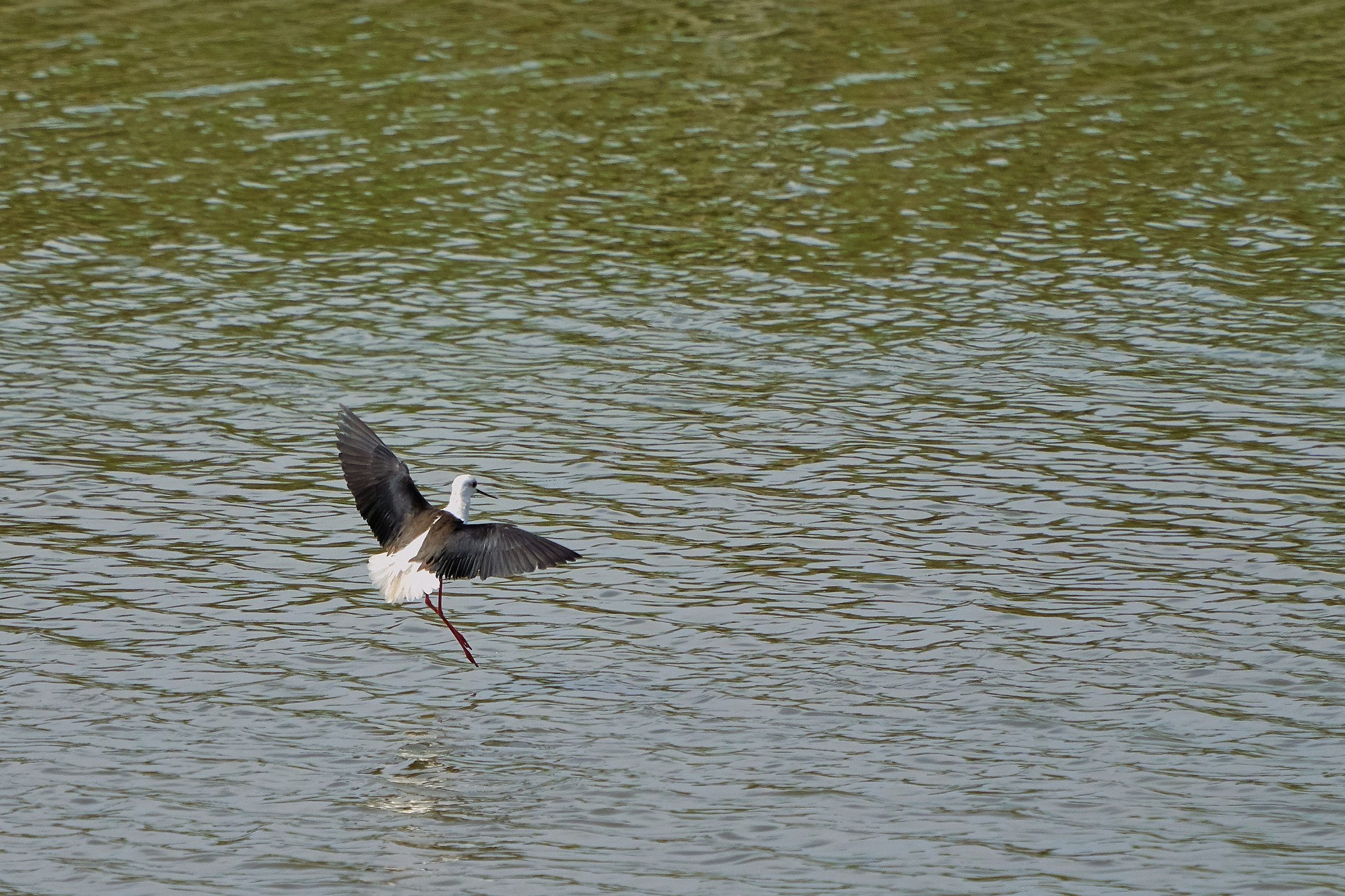 Cavaliere in atterraggio
