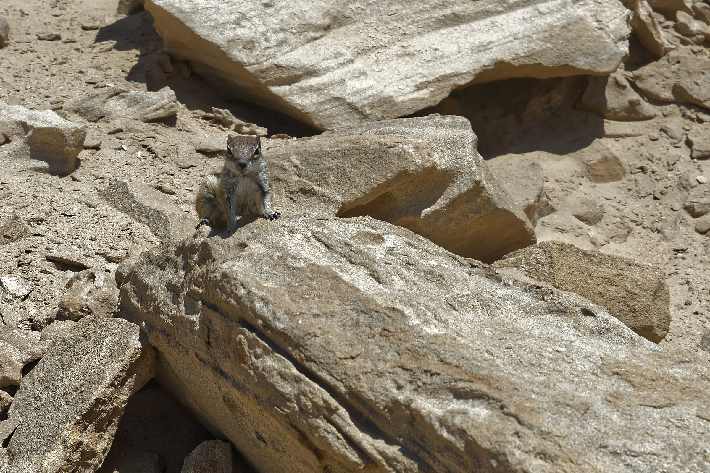 Squirrel (fuerteventura)